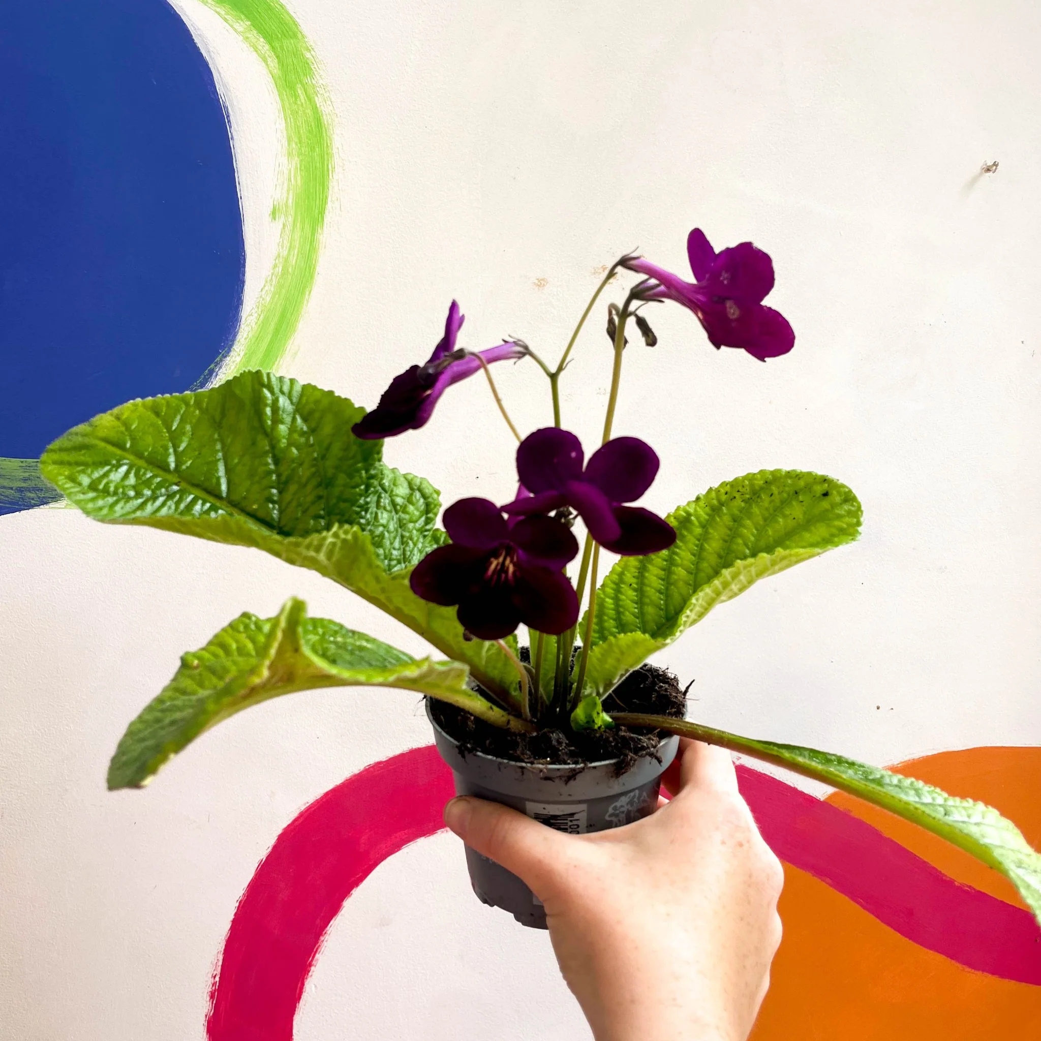 Streptocarpus ionantha 'Dibley's Patricia' - Welsh Grown - Image 7