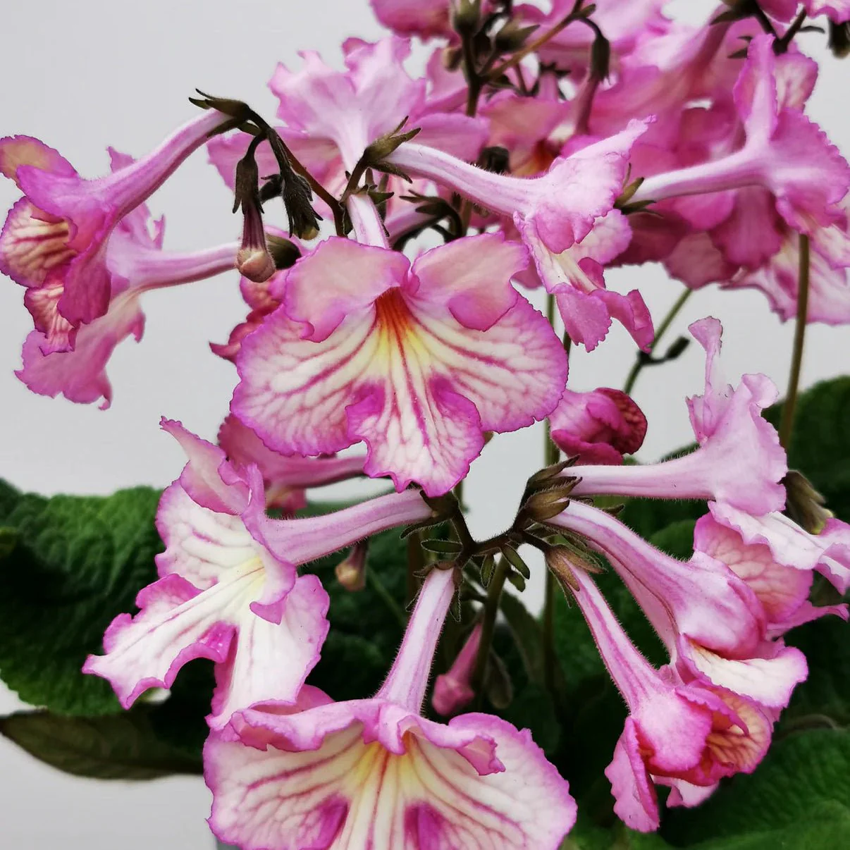 Streptocarpus ionantha 'Fflur' - Welsh Grown