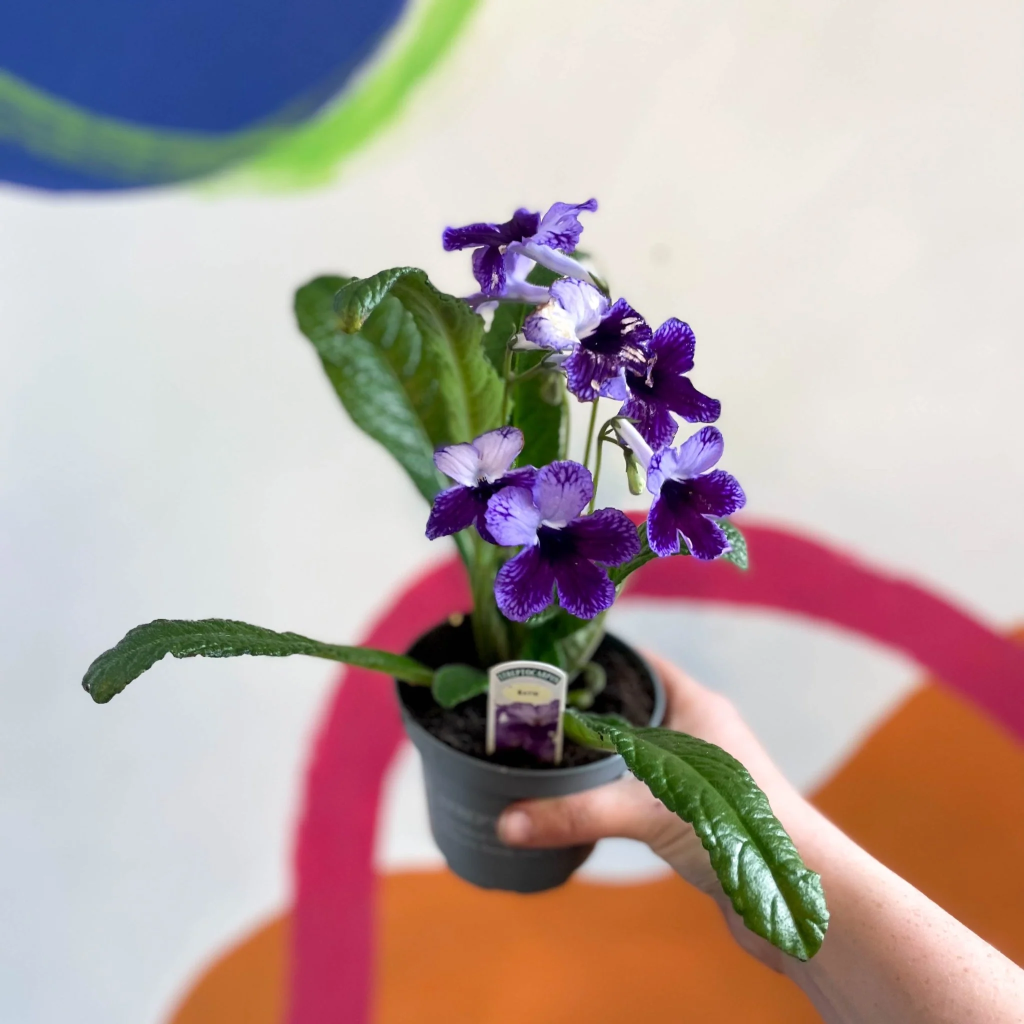 Streptocarpus ionantha 'Katie' - Welsh Grown