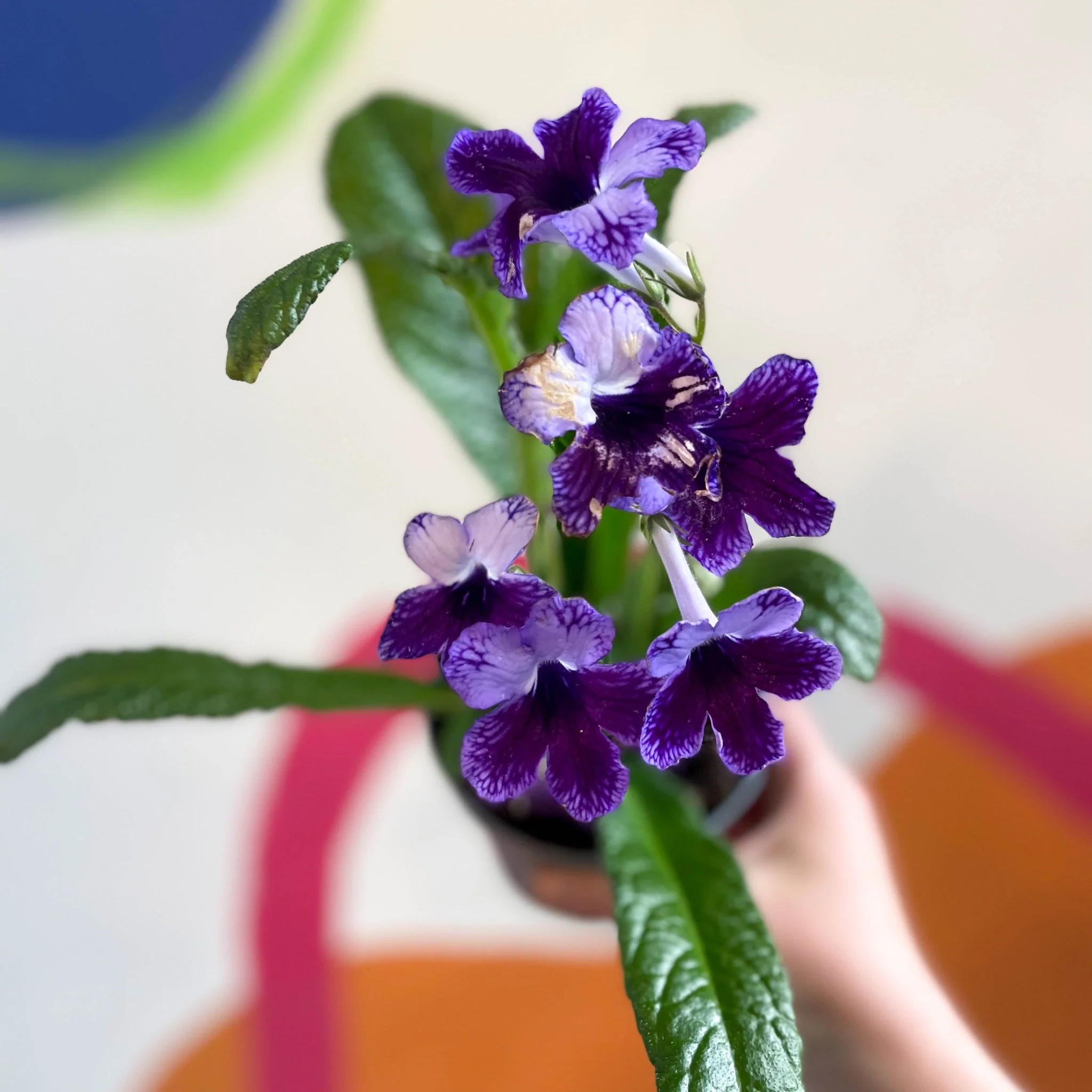 Streptocarpus ionantha 'Katie' - Welsh Grown - Image 4