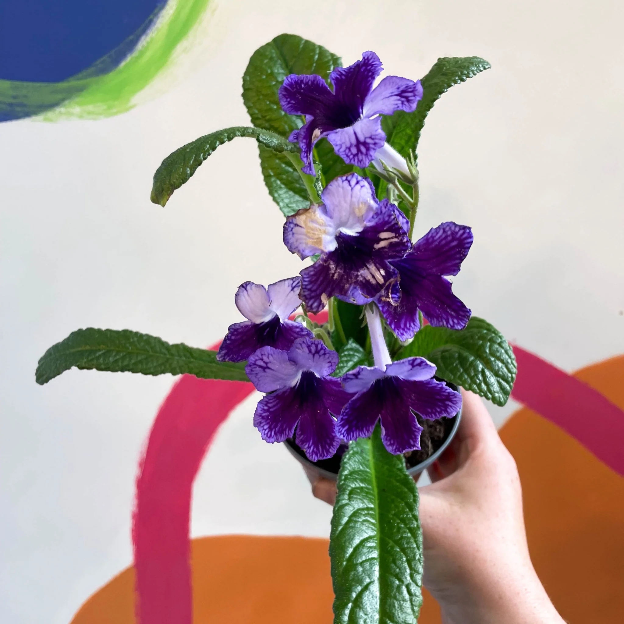 Streptocarpus ionantha 'Katie' - Welsh Grown - Image 5