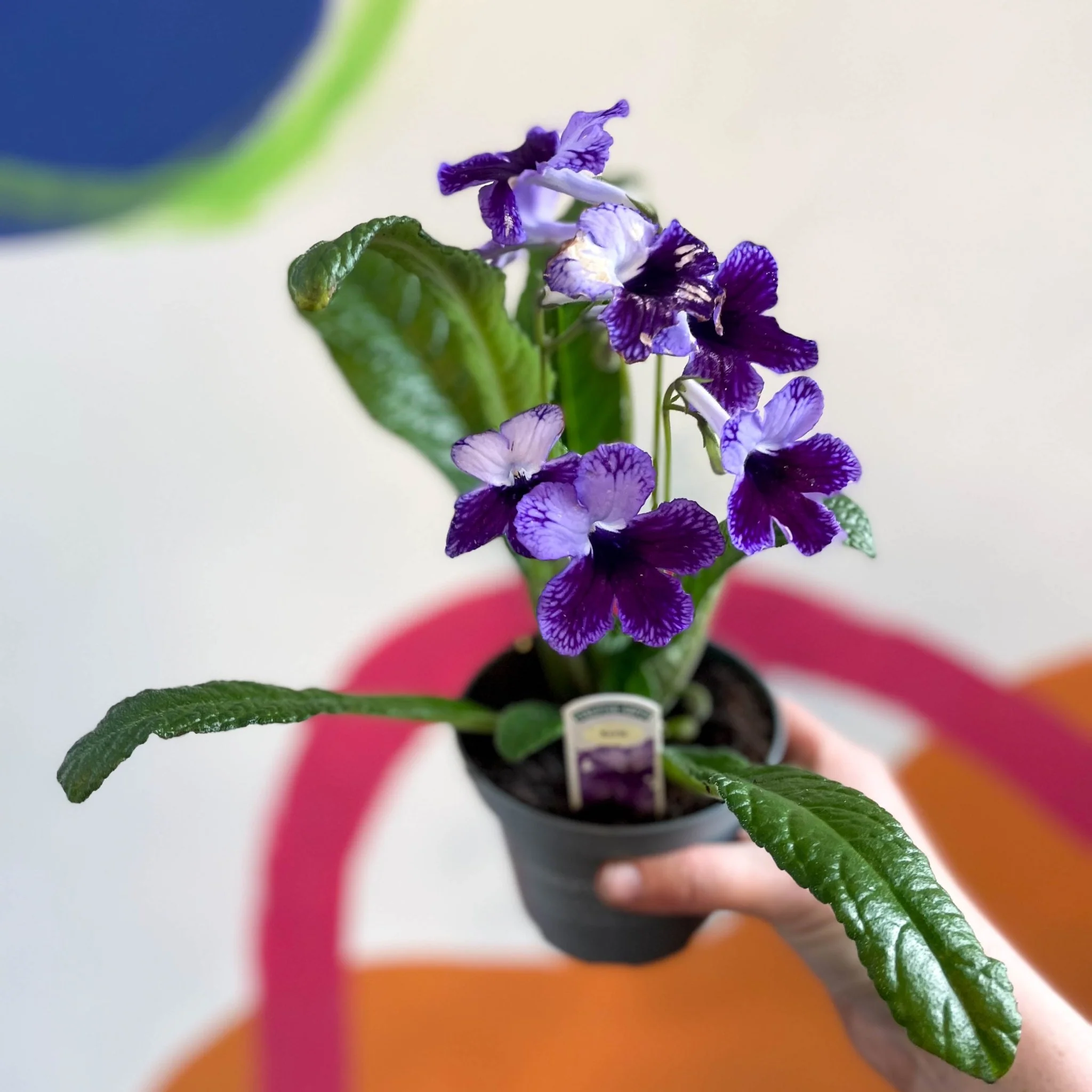 Streptocarpus ionantha 'Katie' - Welsh Grown - Image 6