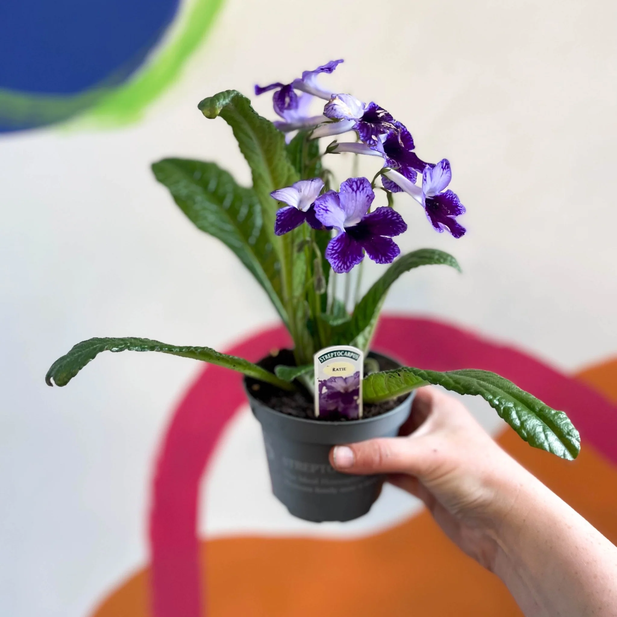 Streptocarpus ionantha 'Katie' - Welsh Grown - Image 7