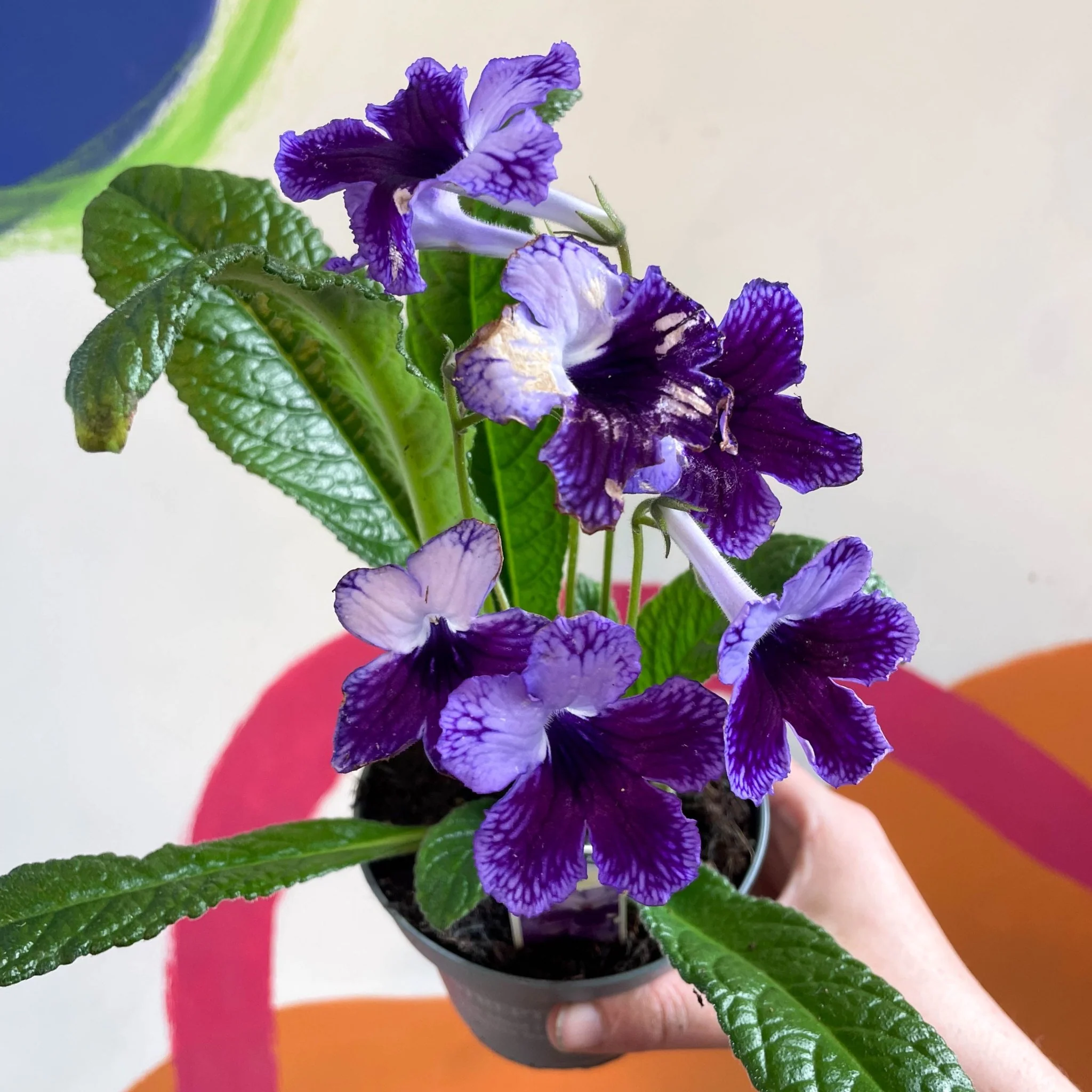 Streptocarpus ionantha 'Katie' - Welsh Grown - Image 8