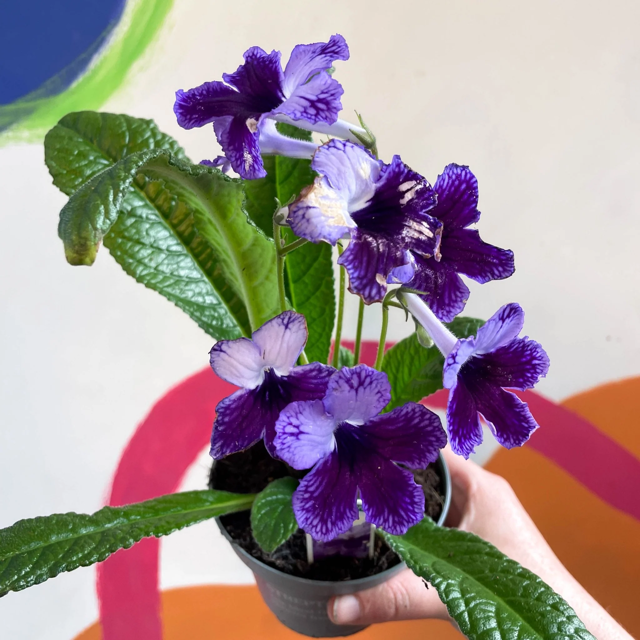 Streptocarpus ionantha 'Katie' - Welsh Grown - Image 9