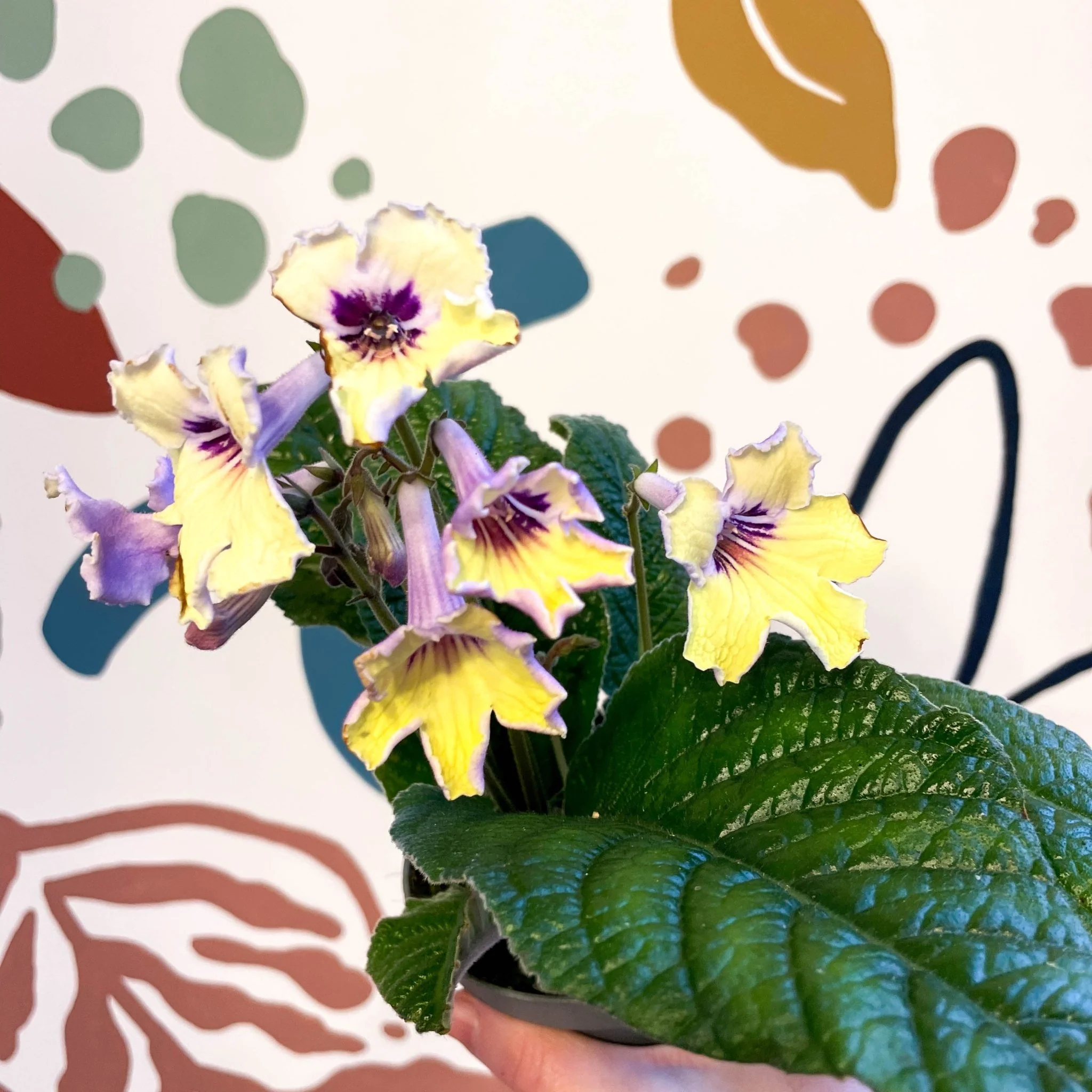 Streptocarpus ionantha 'Lemon Sherbet' - Welsh Grown - Image 2