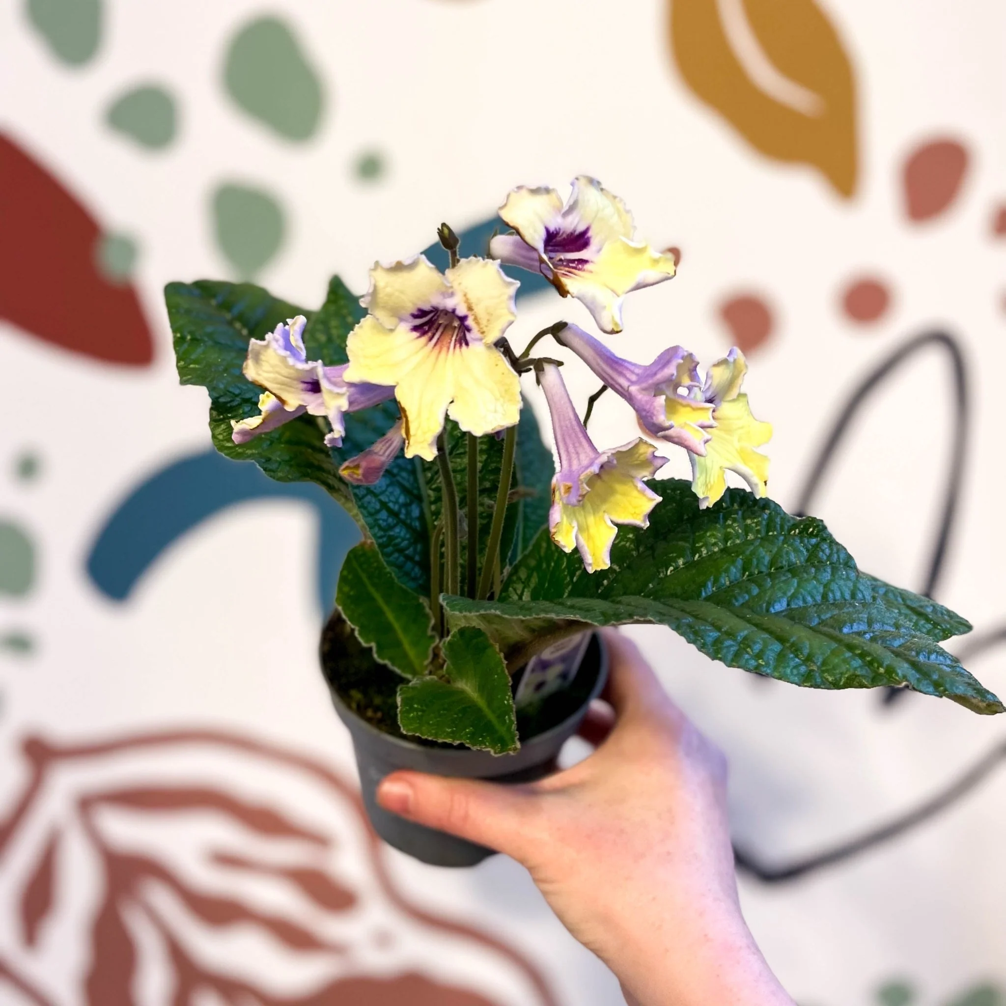 Streptocarpus ionantha 'Lemon Sherbet' - Welsh Grown - Image 3