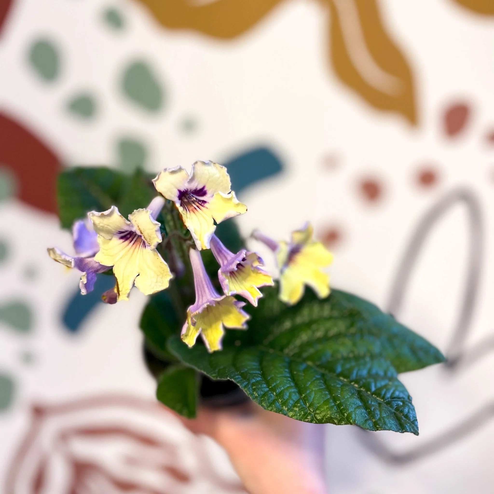 Streptocarpus ionantha 'Lemon Sherbet' - Welsh Grown - Image 4