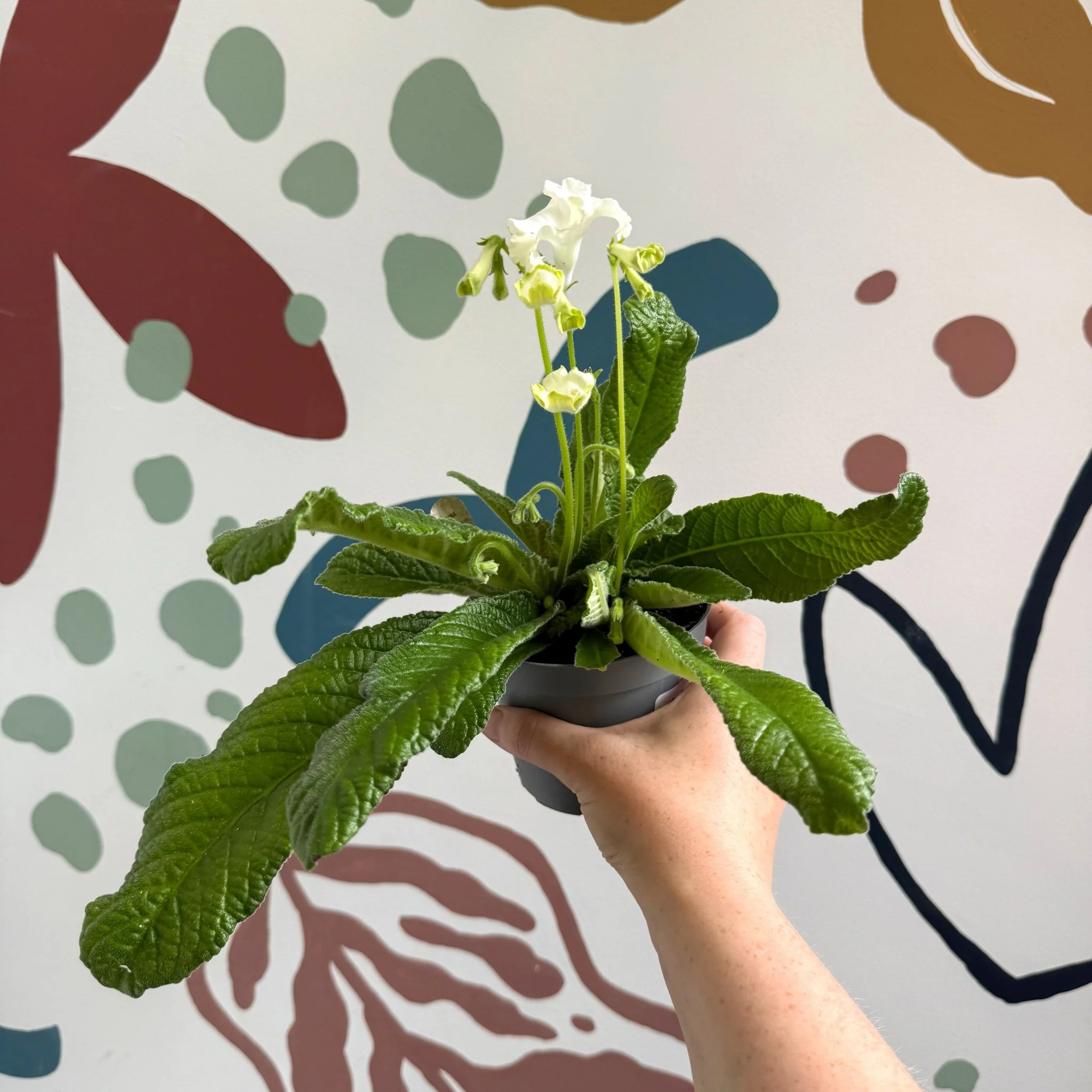 Streptocarpus ionantha 'Luna' - Welsh Grown