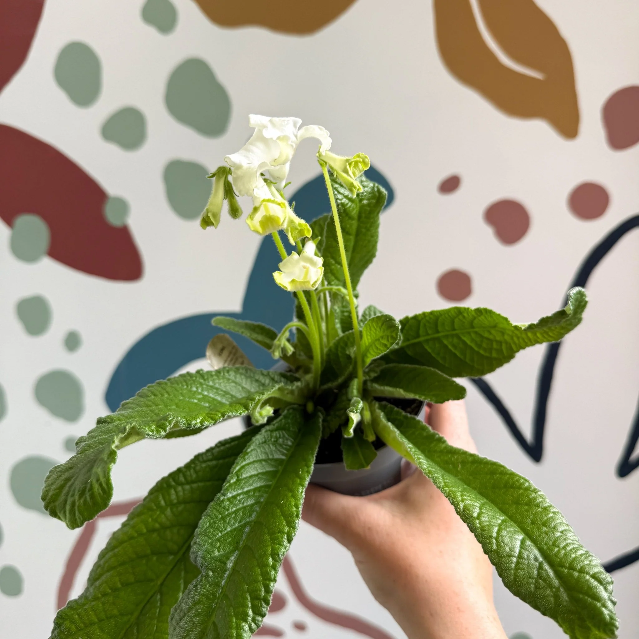 Streptocarpus ionantha 'Luna' - Welsh Grown - Image 10