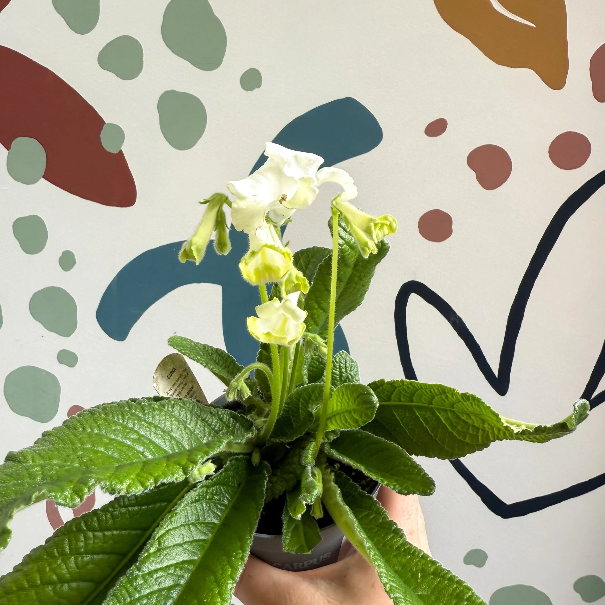 Streptocarpus ionantha 'Luna' - Welsh Grown - Image 2