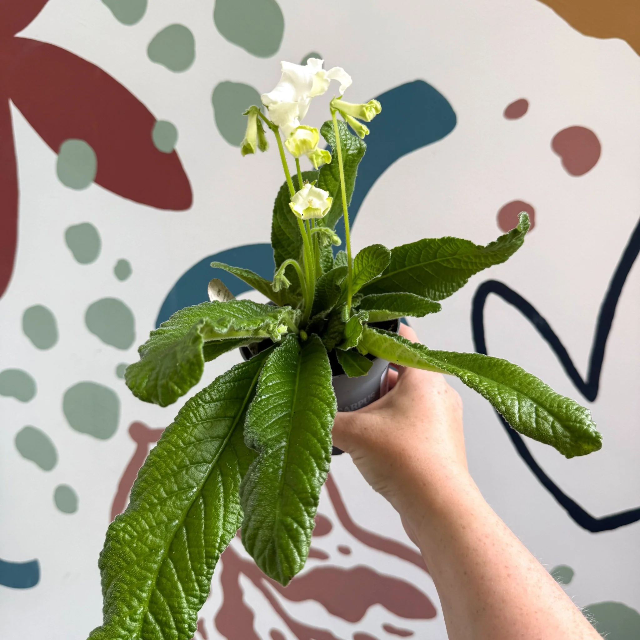 Streptocarpus ionantha 'Luna' - Welsh Grown - Image 3
