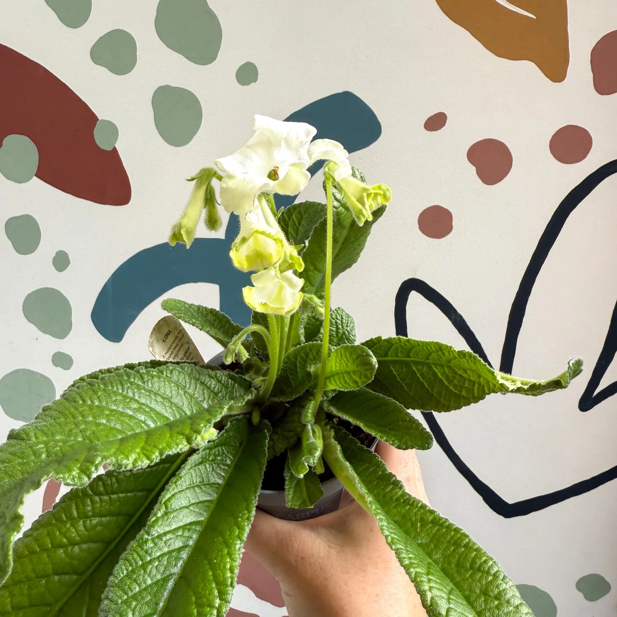 Streptocarpus ionantha 'Luna' - Welsh Grown - Image 5