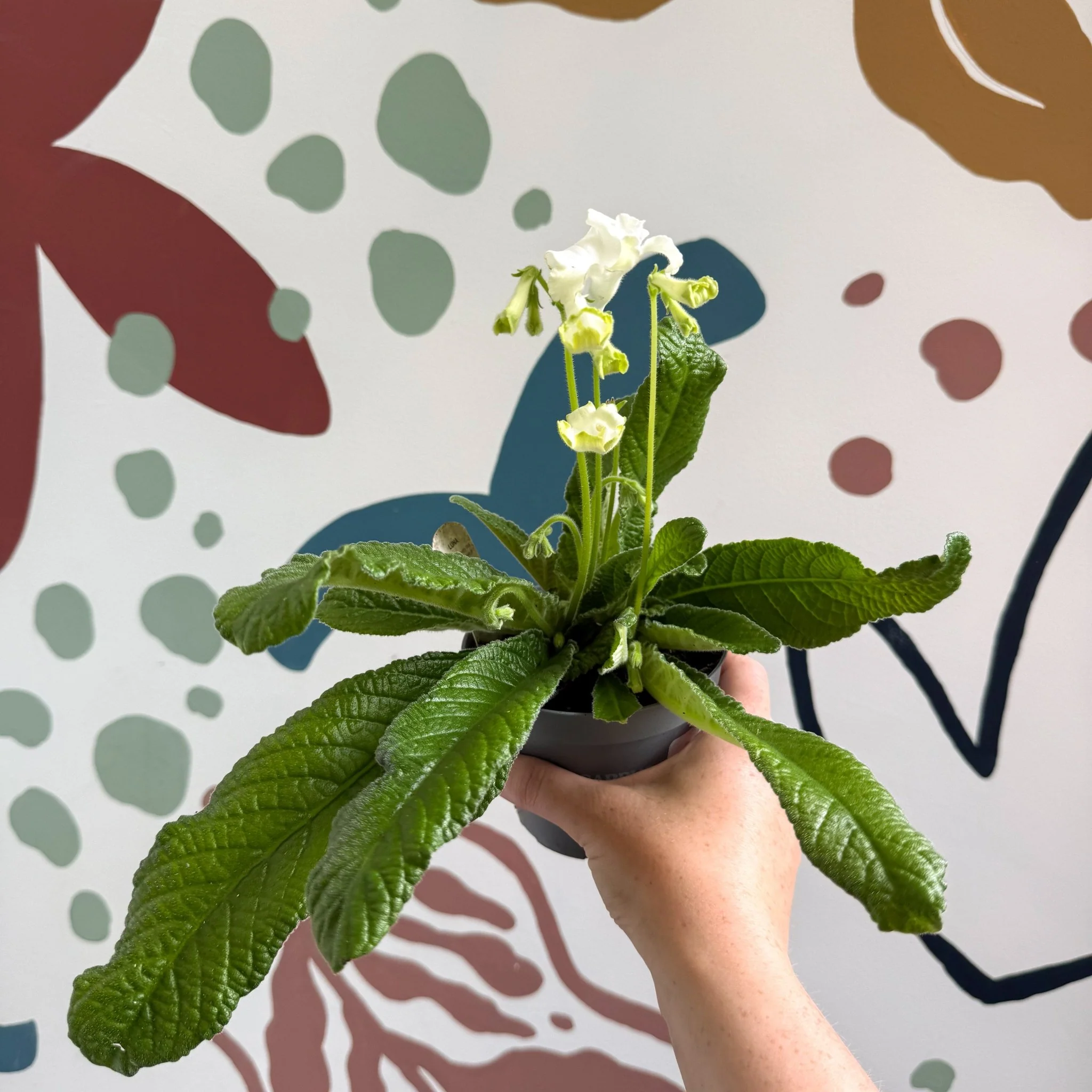 Streptocarpus ionantha 'Luna' - Welsh Grown - Image 6