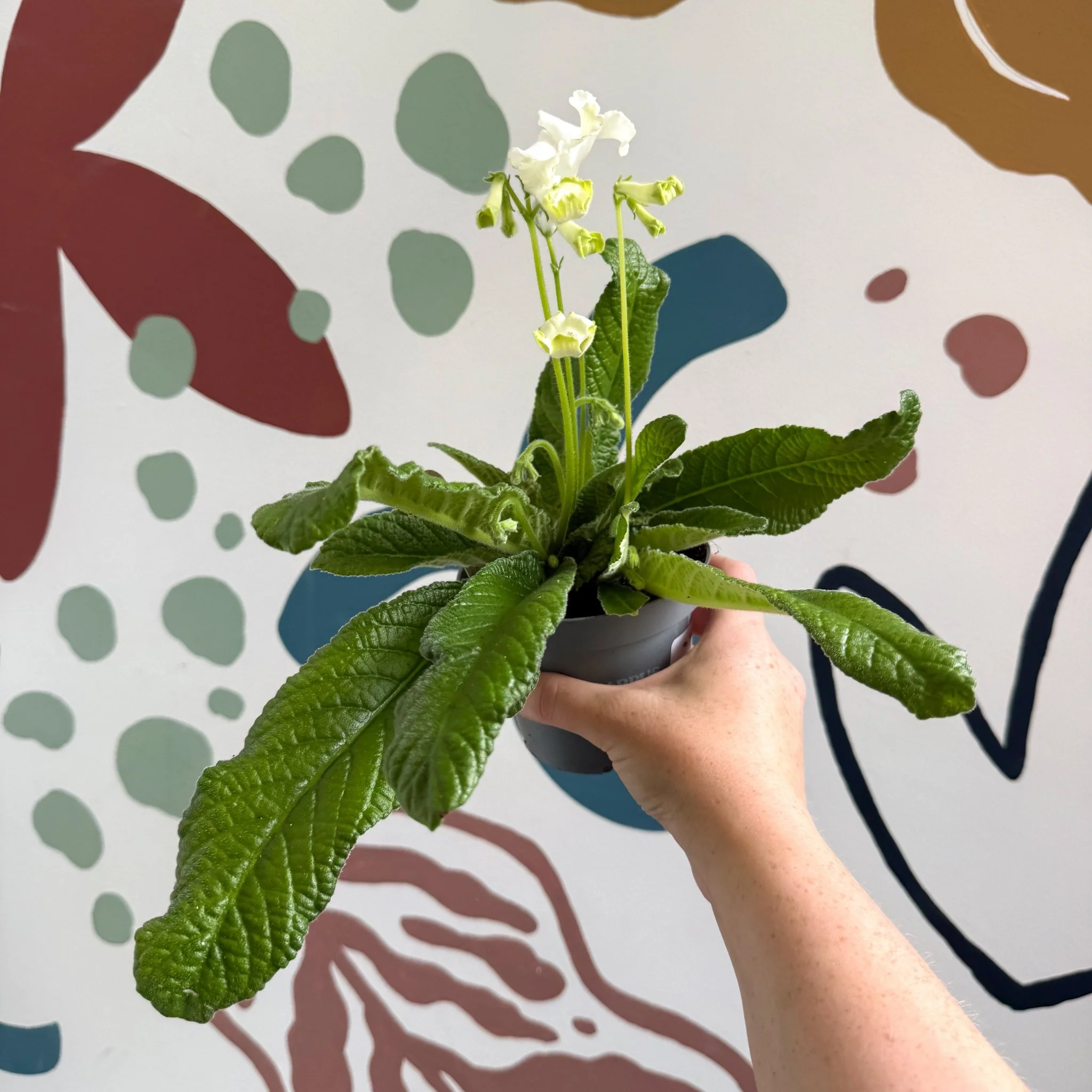 Streptocarpus ionantha 'Luna' - Welsh Grown - Image 8