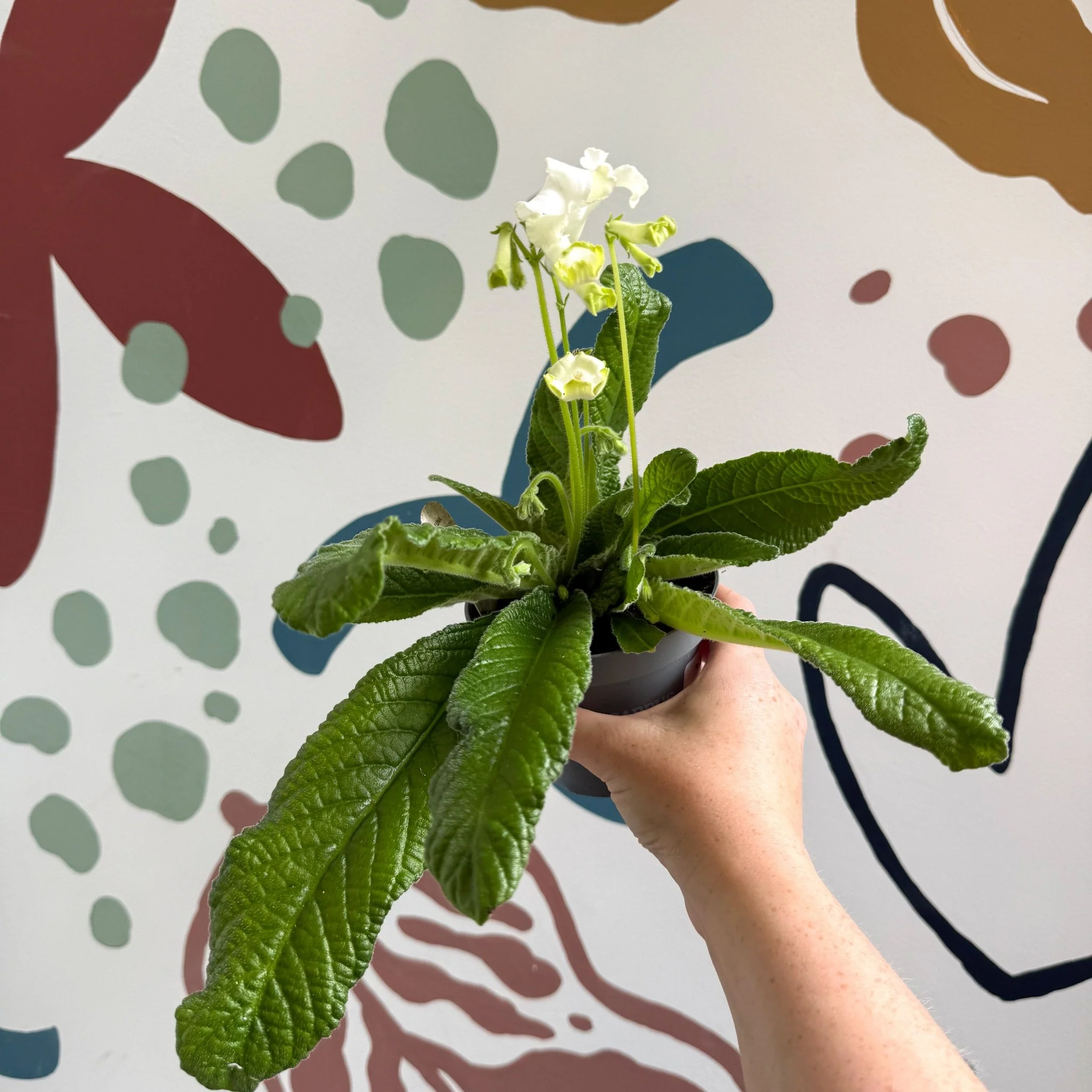 Streptocarpus ionantha 'Luna' - Welsh Grown - Image 9