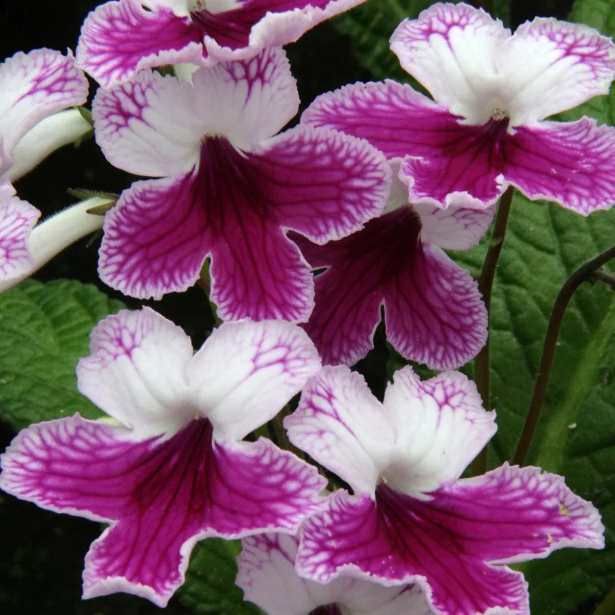 Streptocarpus ionantha 'Matilda' - Welsh Grown