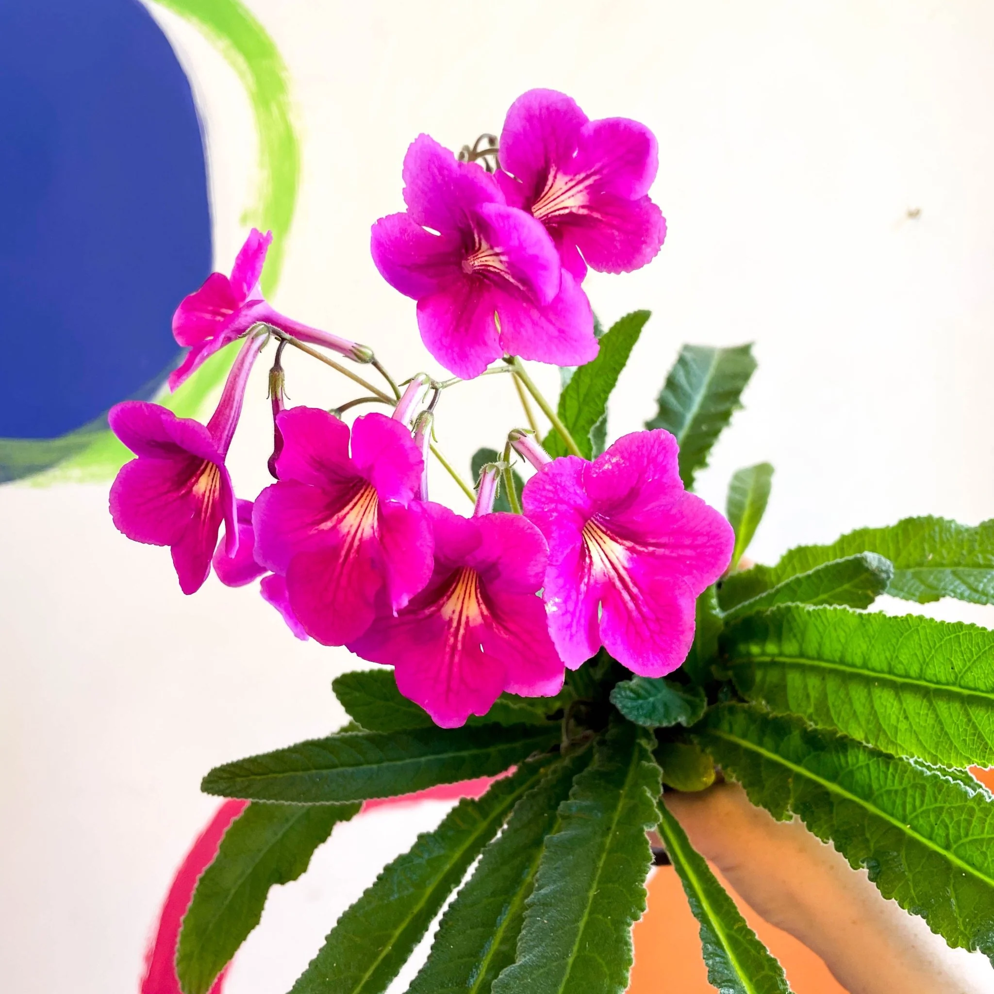 Streptocarpus ionantha 'Padarn' - Welsh Grown - Image 10