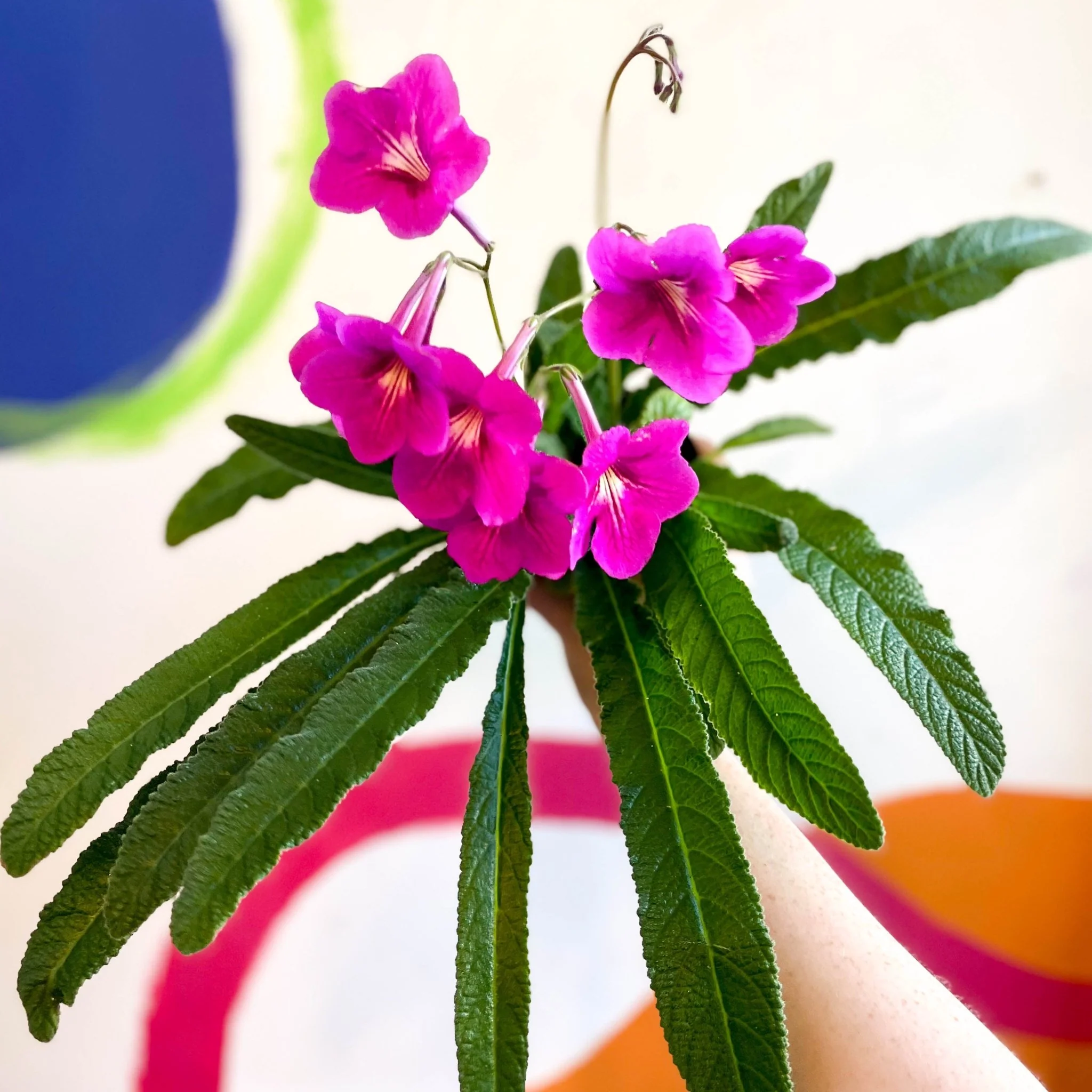 Streptocarpus ionantha 'Padarn' - Welsh Grown - Image 2