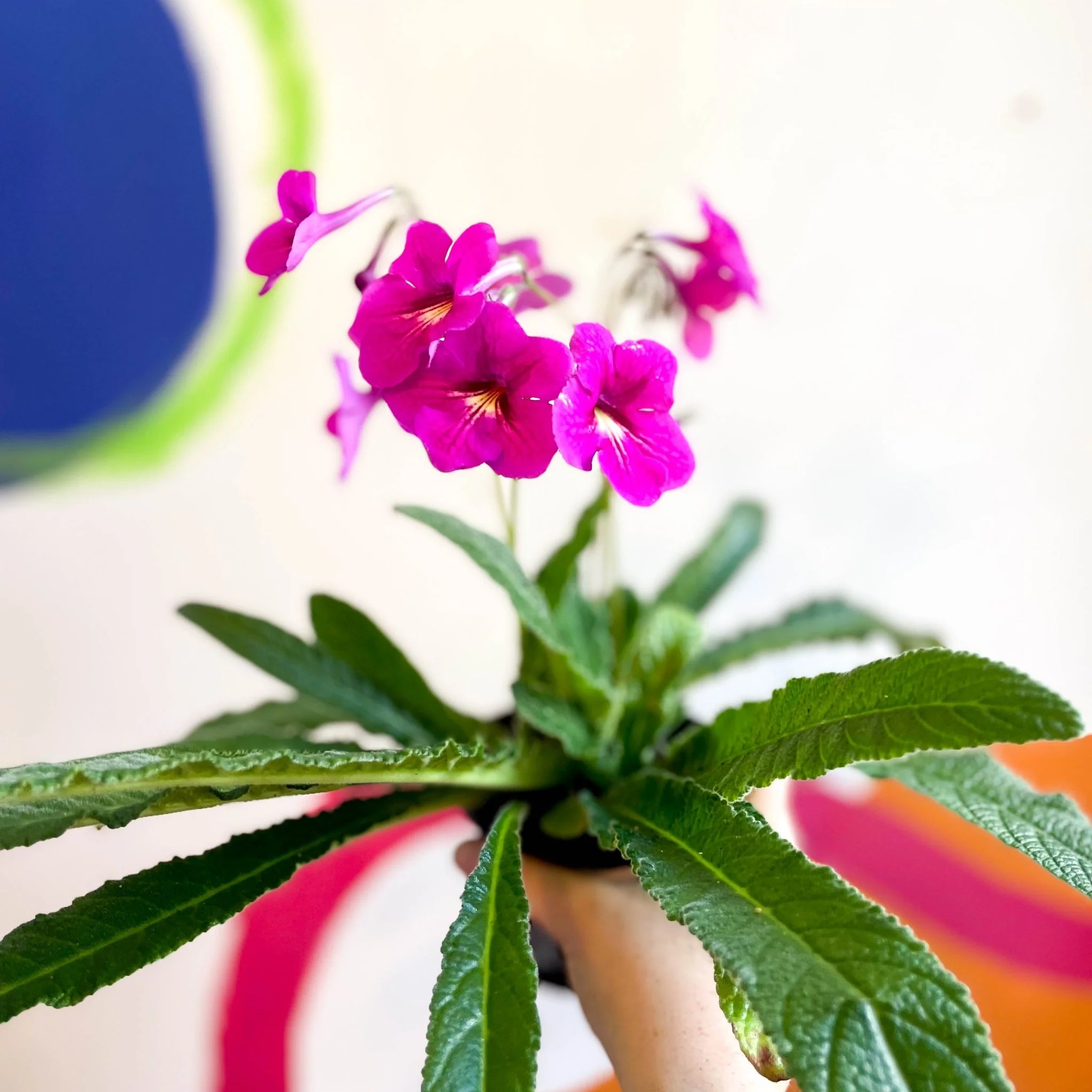 Streptocarpus ionantha 'Padarn' - Welsh Grown - Image 3