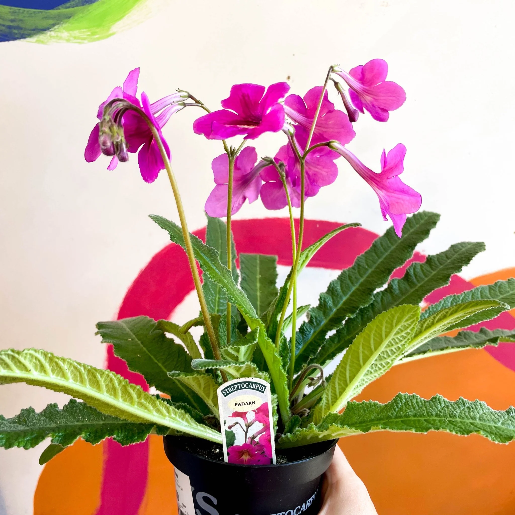 Streptocarpus ionantha 'Padarn' - Welsh Grown - Image 4