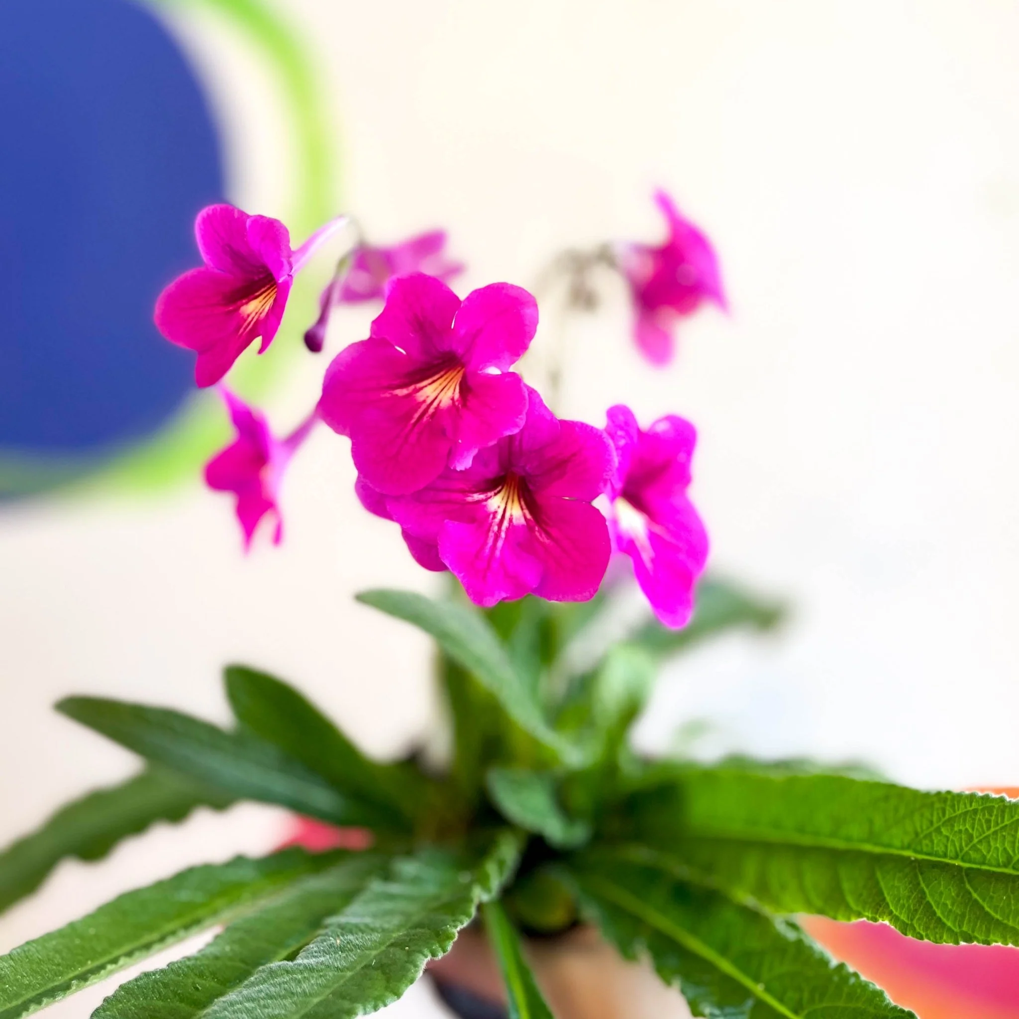 Streptocarpus ionantha 'Padarn' - Welsh Grown - Image 5