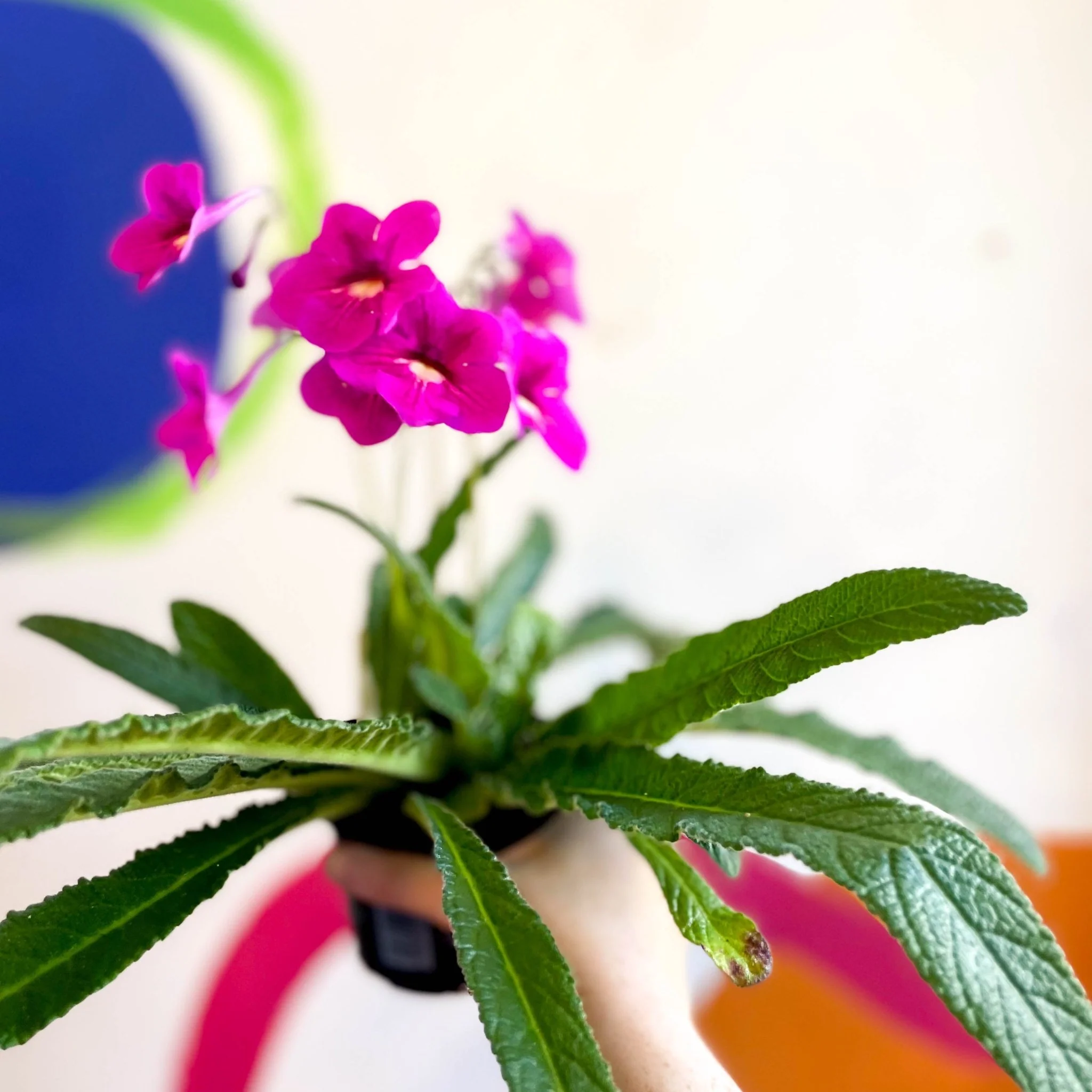 Streptocarpus ionantha 'Padarn' - Welsh Grown - Image 6