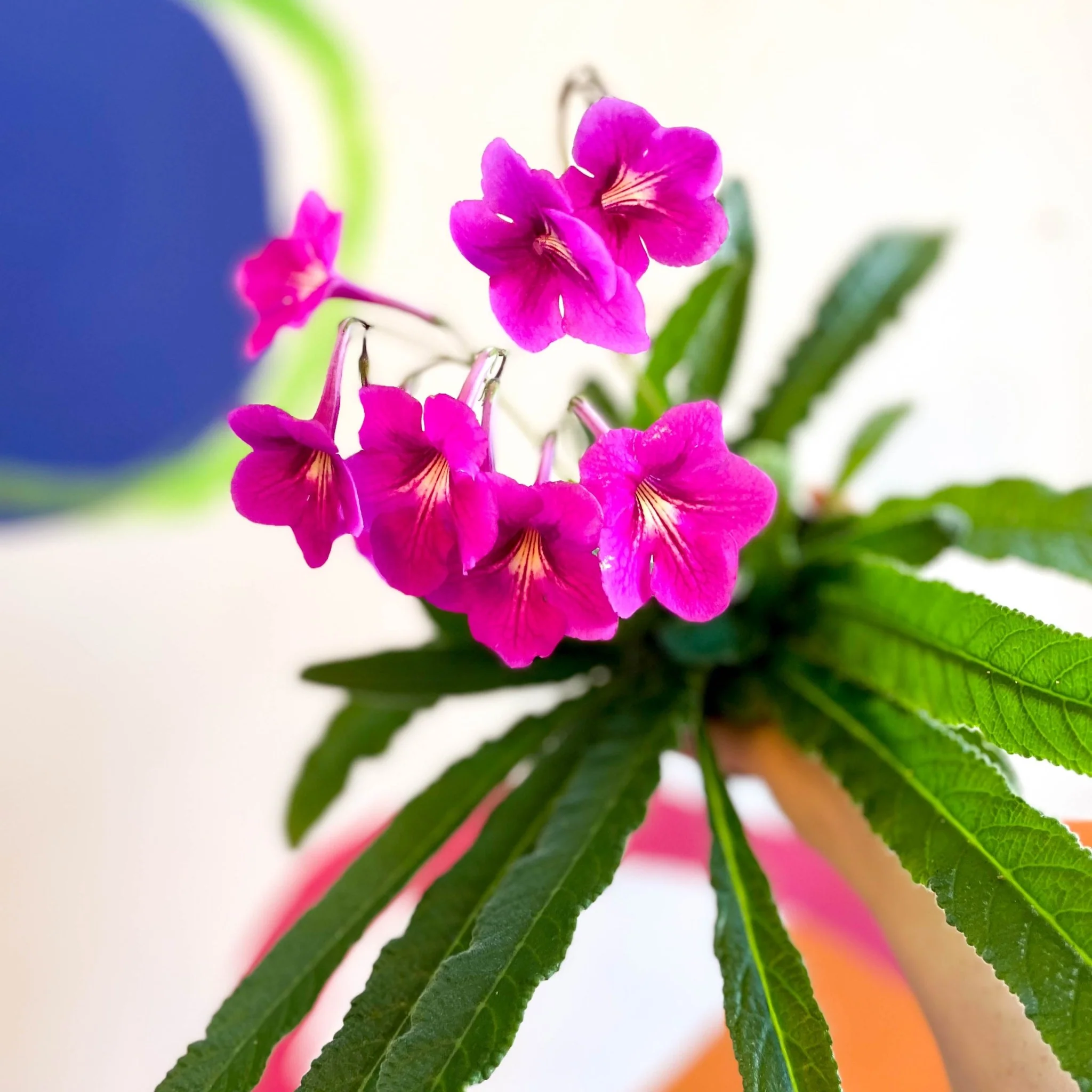 Streptocarpus ionantha 'Padarn' - Welsh Grown - Image 7
