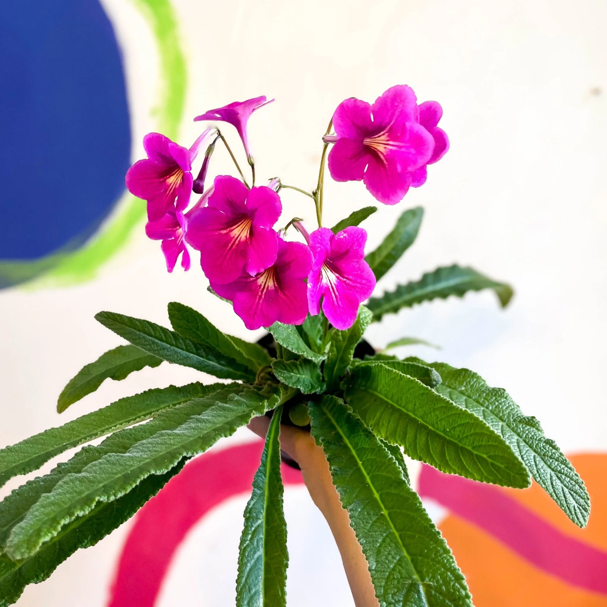 Streptocarpus ionantha 'Padarn' - Welsh Grown - Image 8