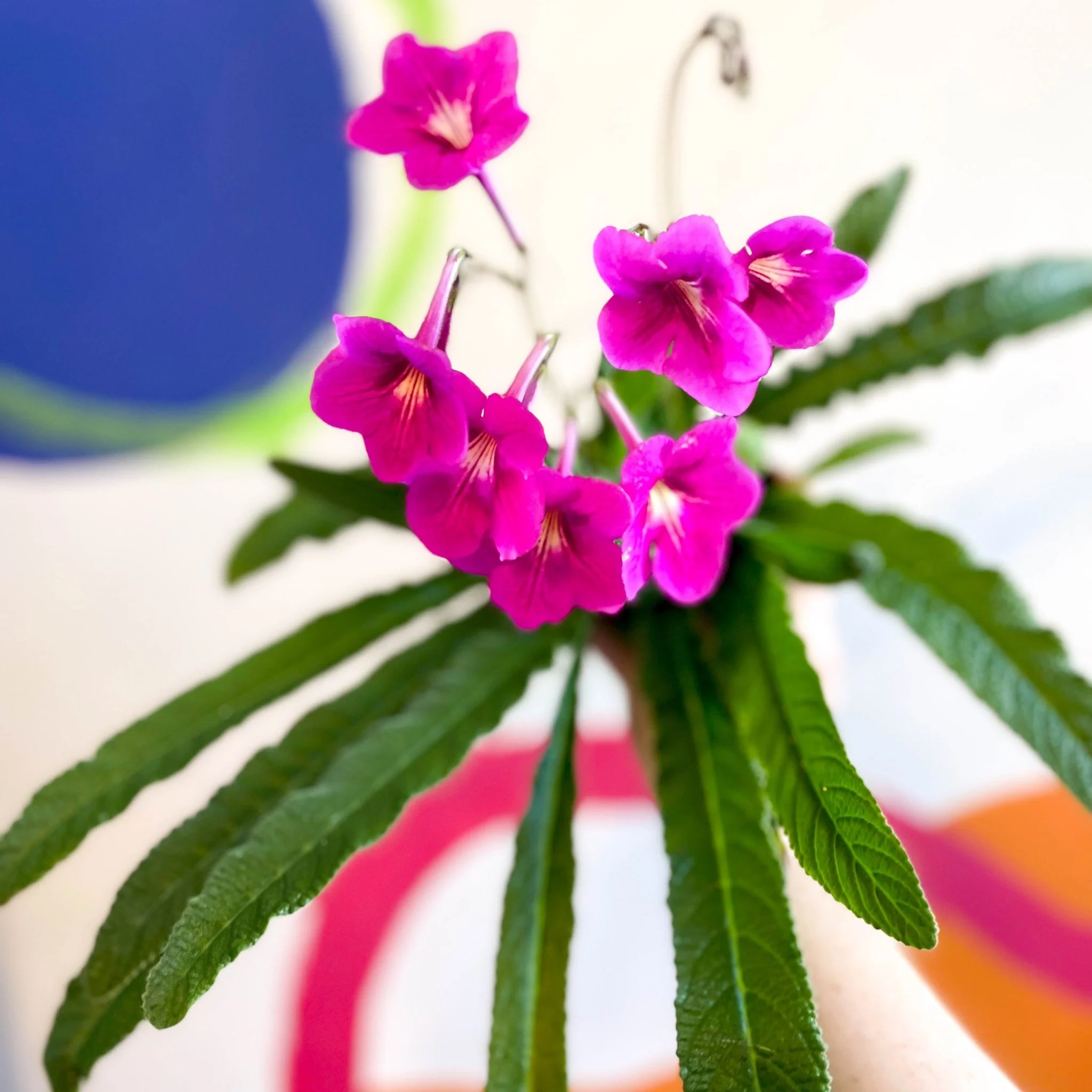 Streptocarpus ionantha 'Padarn' - Welsh Grown - Image 9