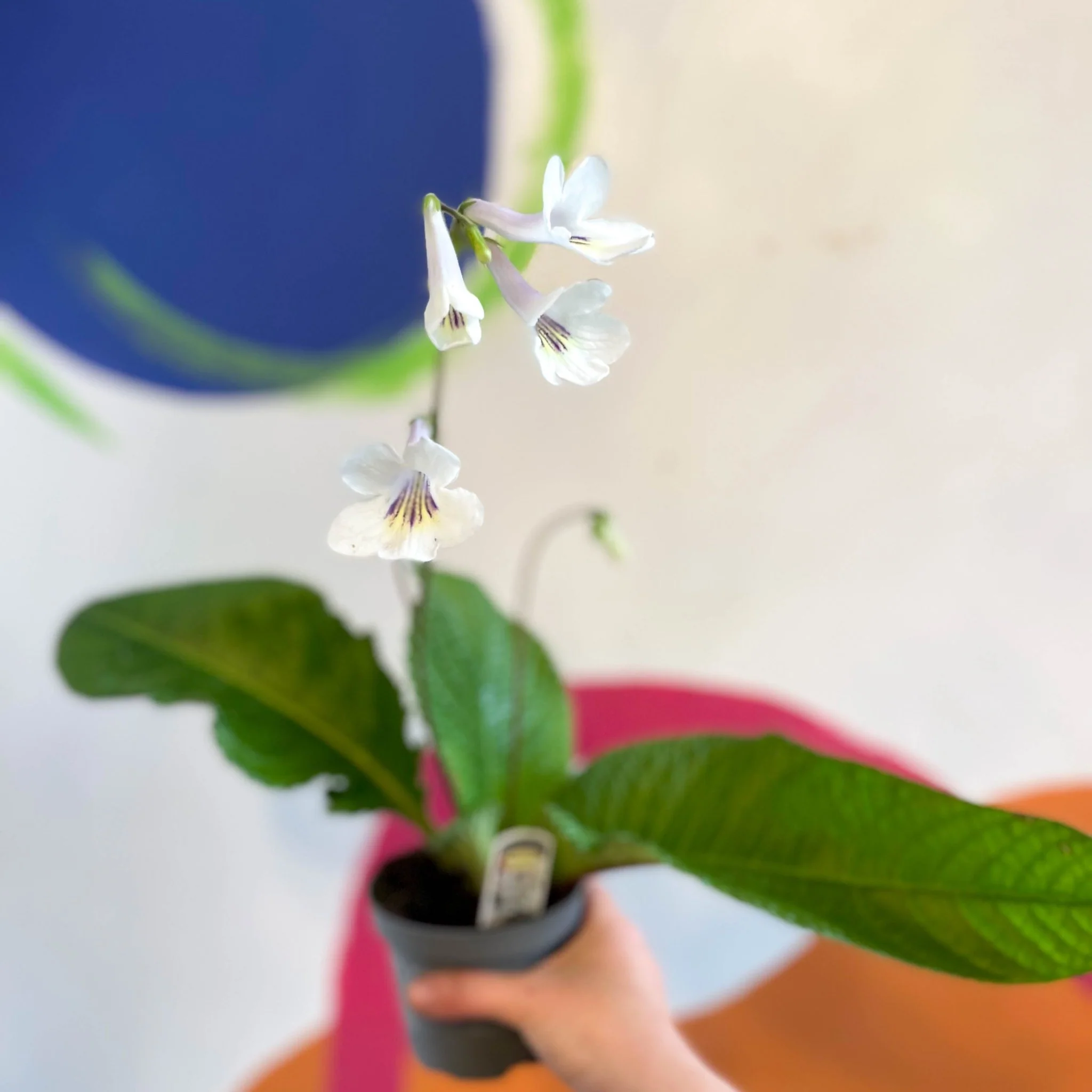 Streptocarpus ionantha 'Rhiannon' - Welsh Grown - Image 3