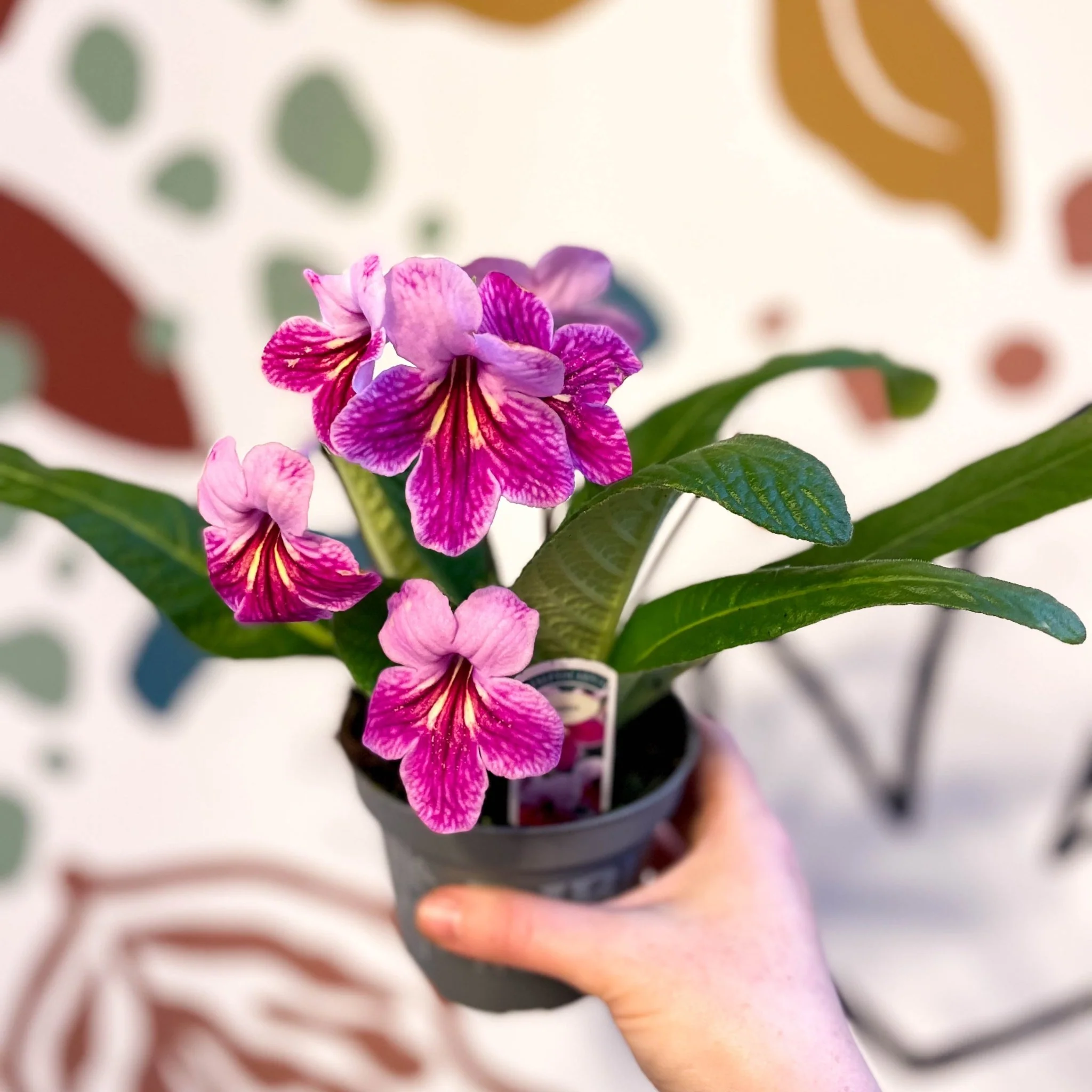 Streptocarpus ionantha 'Rosina' - Welsh Grown