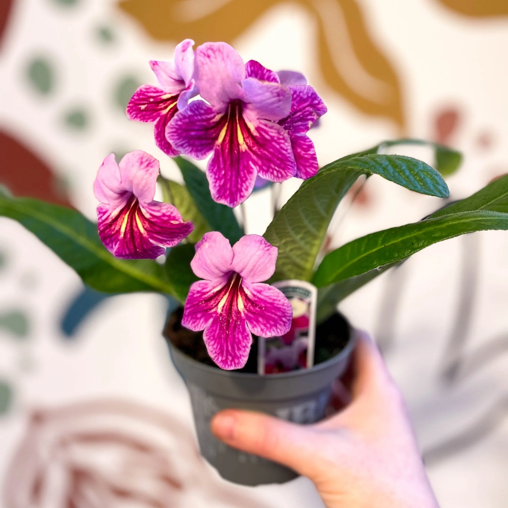 Streptocarpus ionantha 'Rosina' - Welsh Grown - Image 2