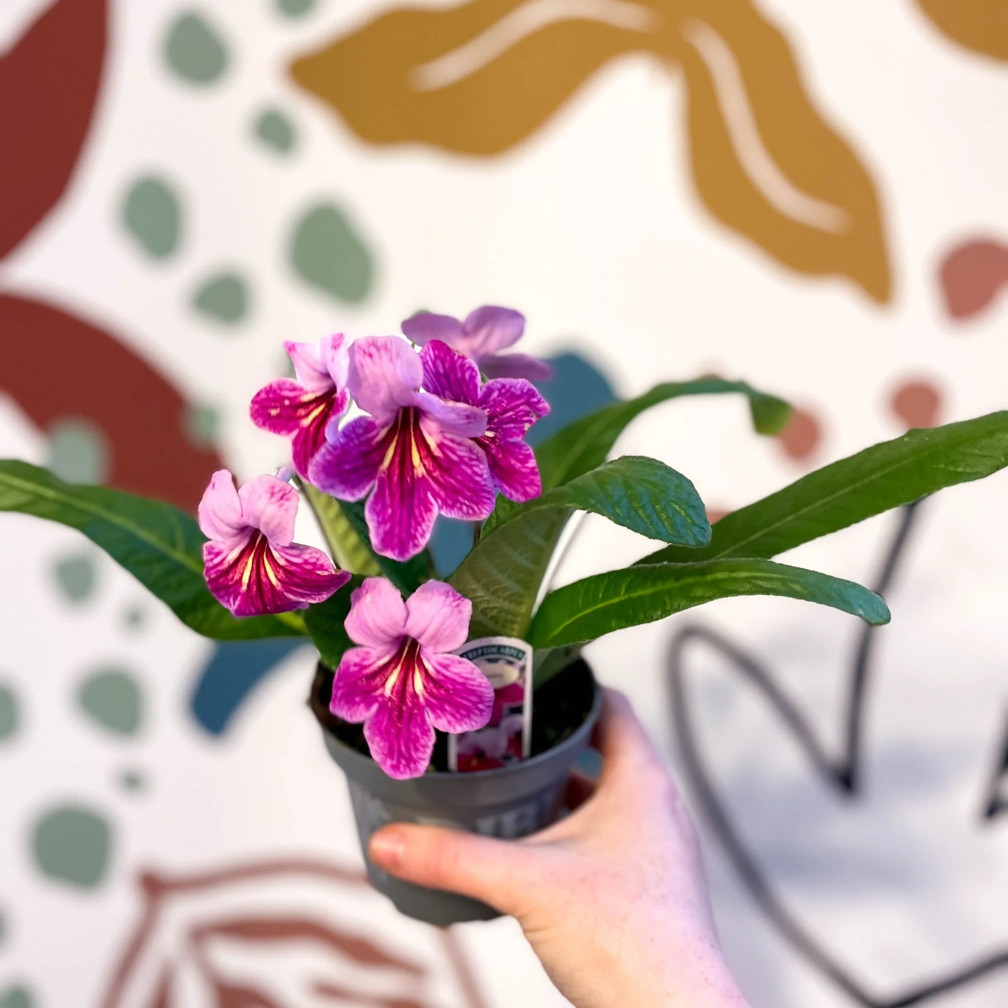 Streptocarpus ionantha 'Rosina' - Welsh Grown - Image 4