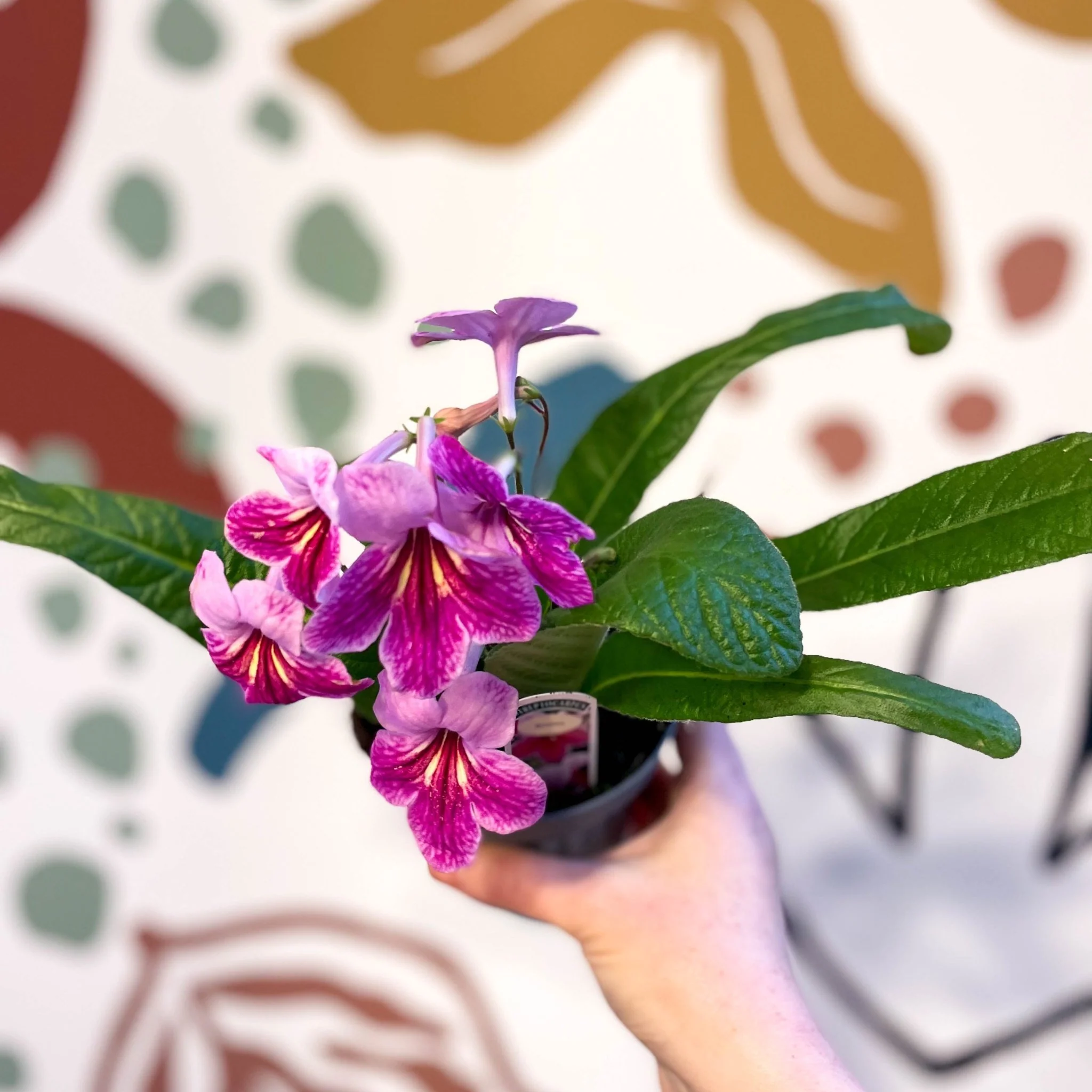 Streptocarpus ionantha 'Rosina' - Welsh Grown - Image 5