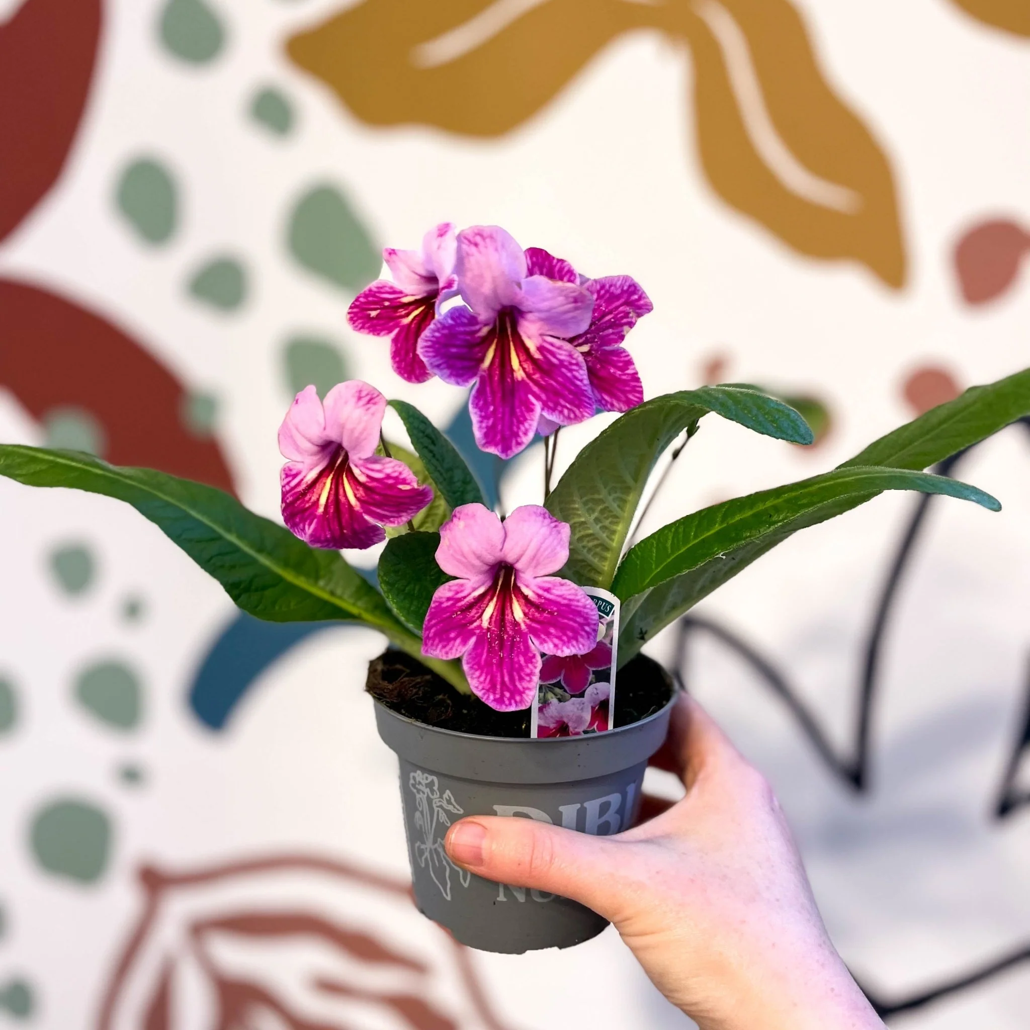 Streptocarpus ionantha 'Rosina' - Welsh Grown - Image 6