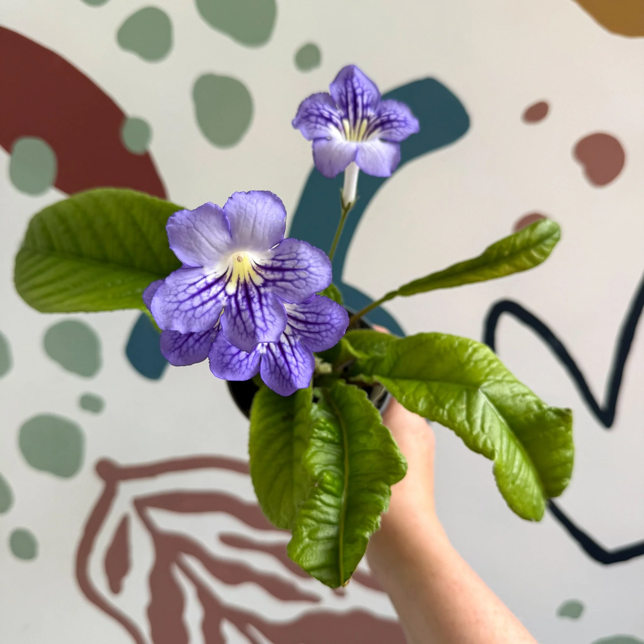 Streptocarpus ionantha 'Victoria' - Welsh Grown