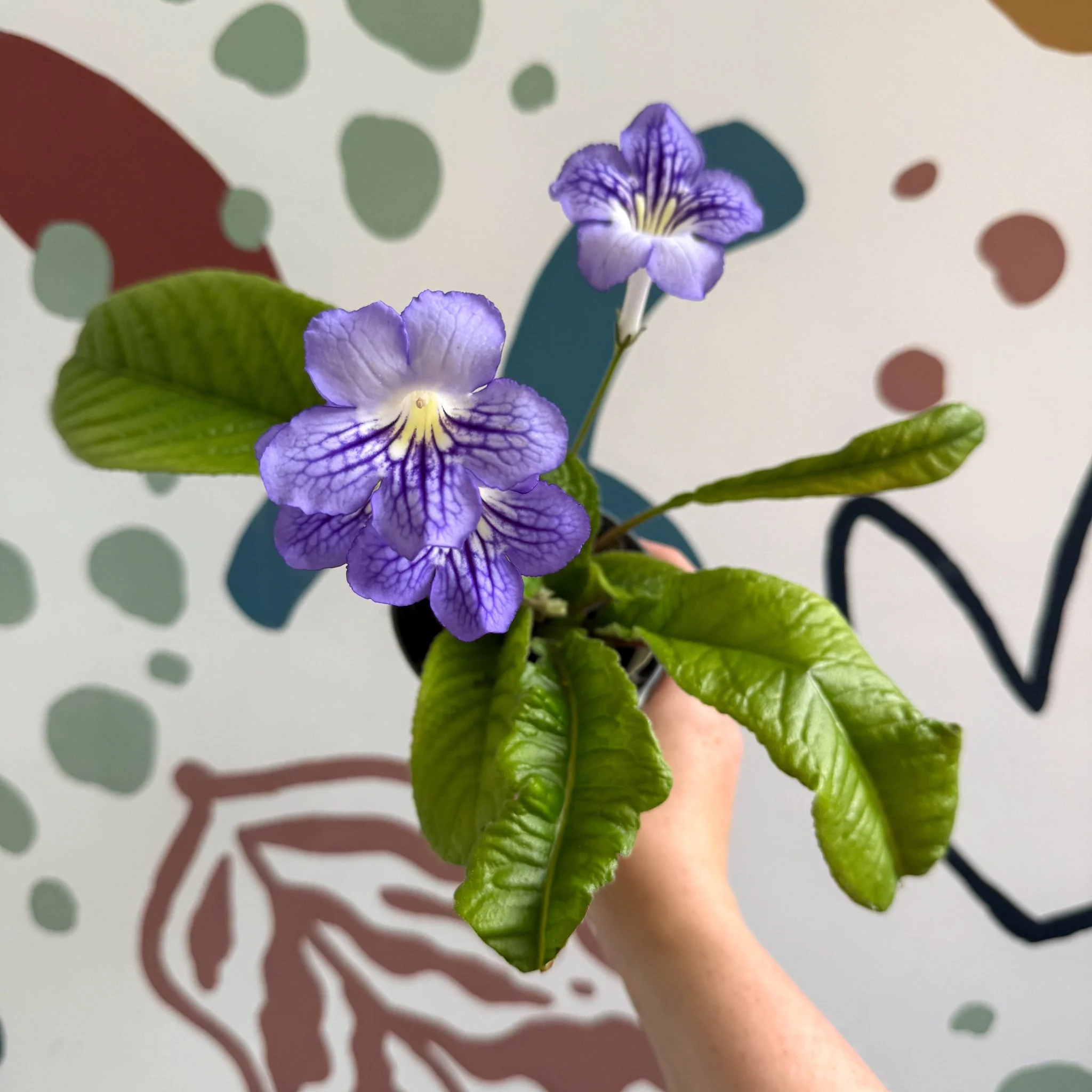 Streptocarpus ionantha 'Victoria' - Welsh Grown - Image 10