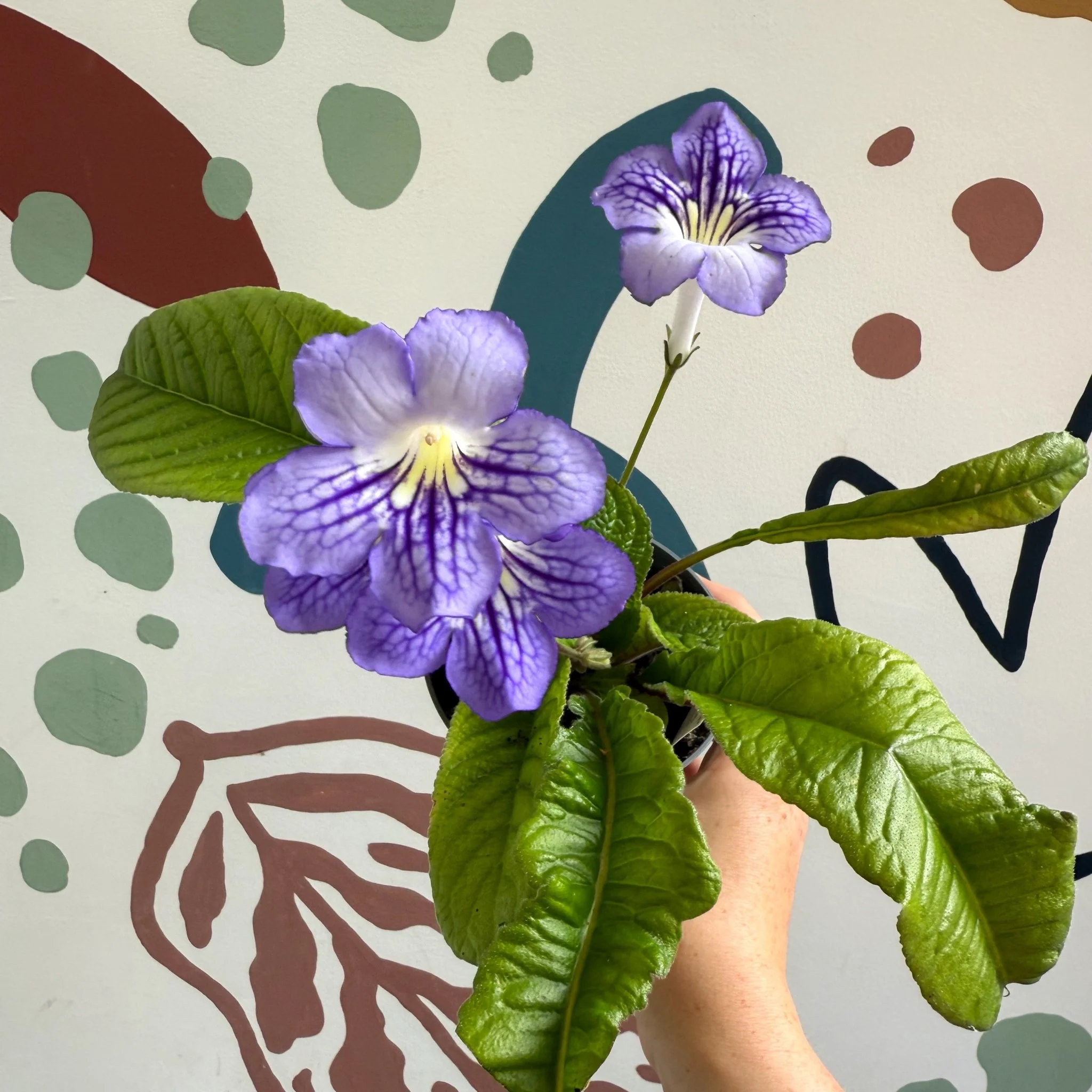 Streptocarpus ionantha 'Victoria' - Welsh Grown - Image 11