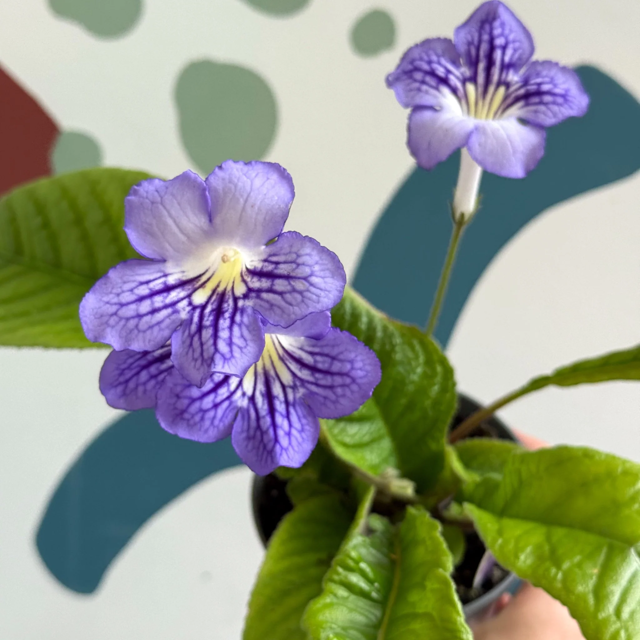 Streptocarpus ionantha 'Victoria' - Welsh Grown - Image 12