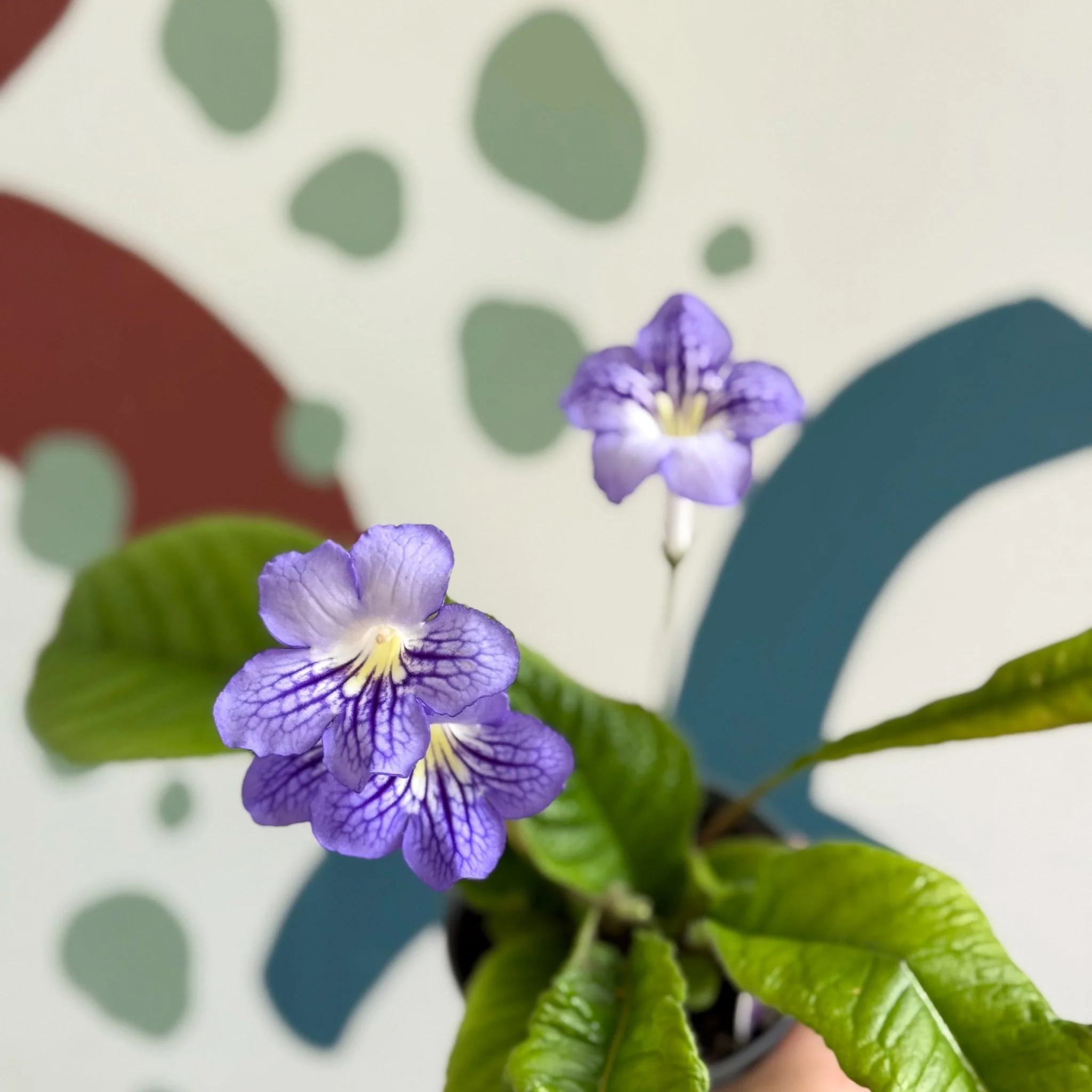 Streptocarpus ionantha 'Victoria' - Welsh Grown - Image 13