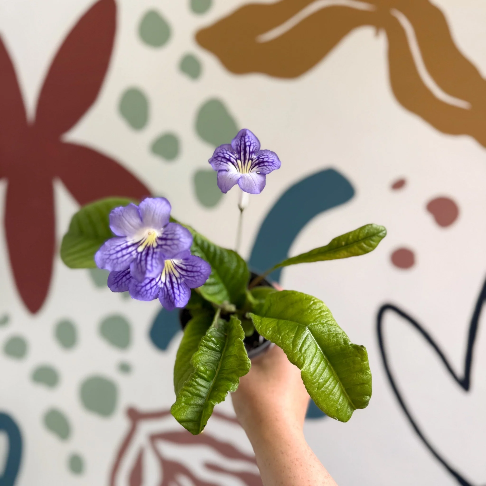 Streptocarpus ionantha 'Victoria' - Welsh Grown - Image 14
