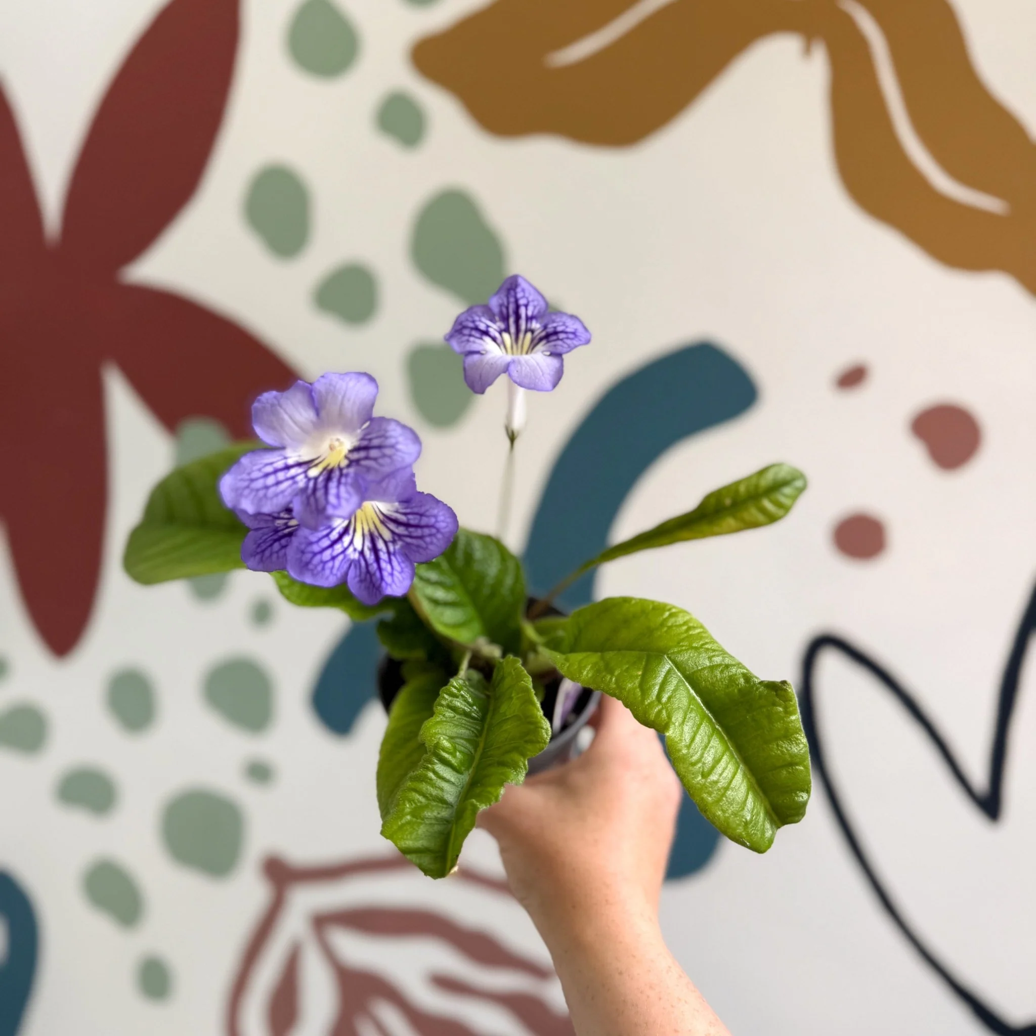 Streptocarpus ionantha 'Victoria' - Welsh Grown - Image 15