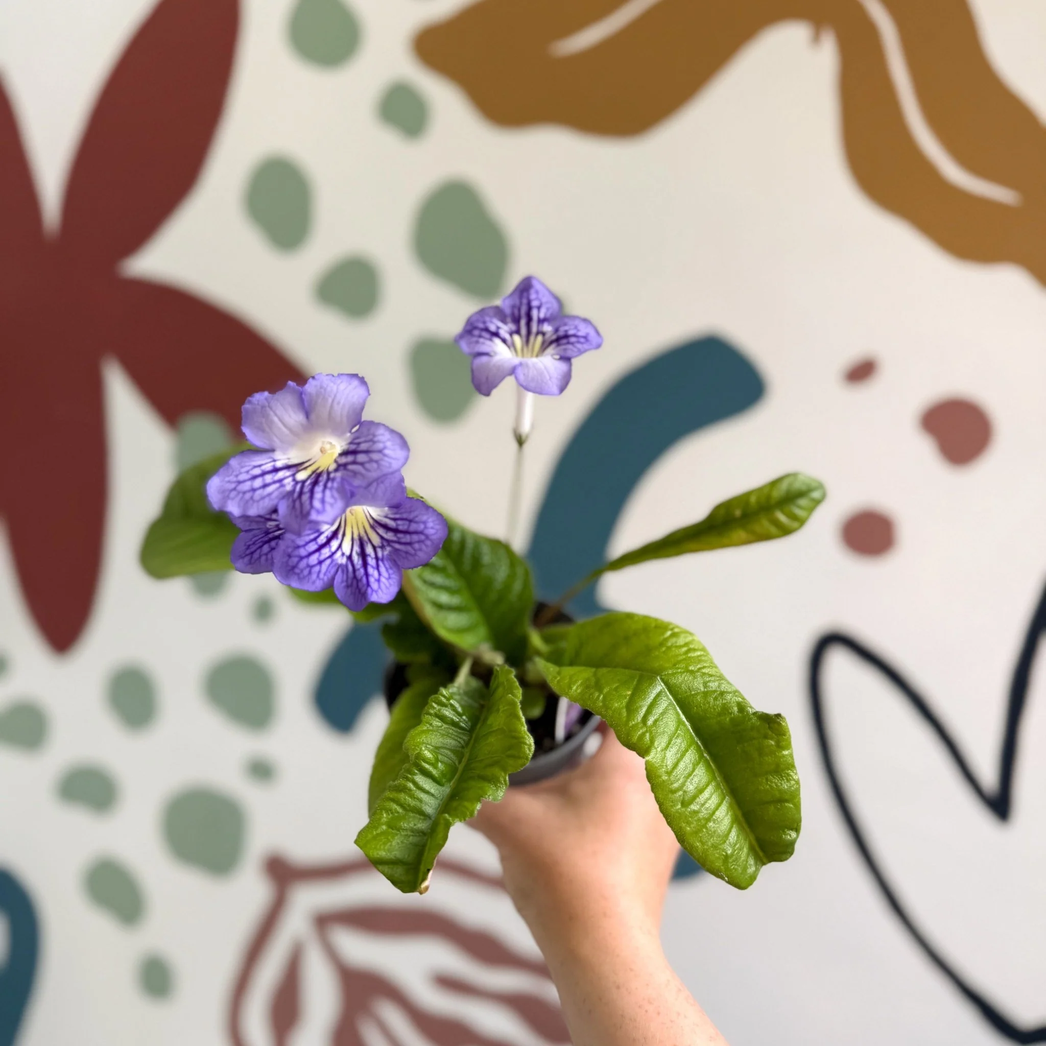 Streptocarpus ionantha 'Victoria' - Welsh Grown - Image 16