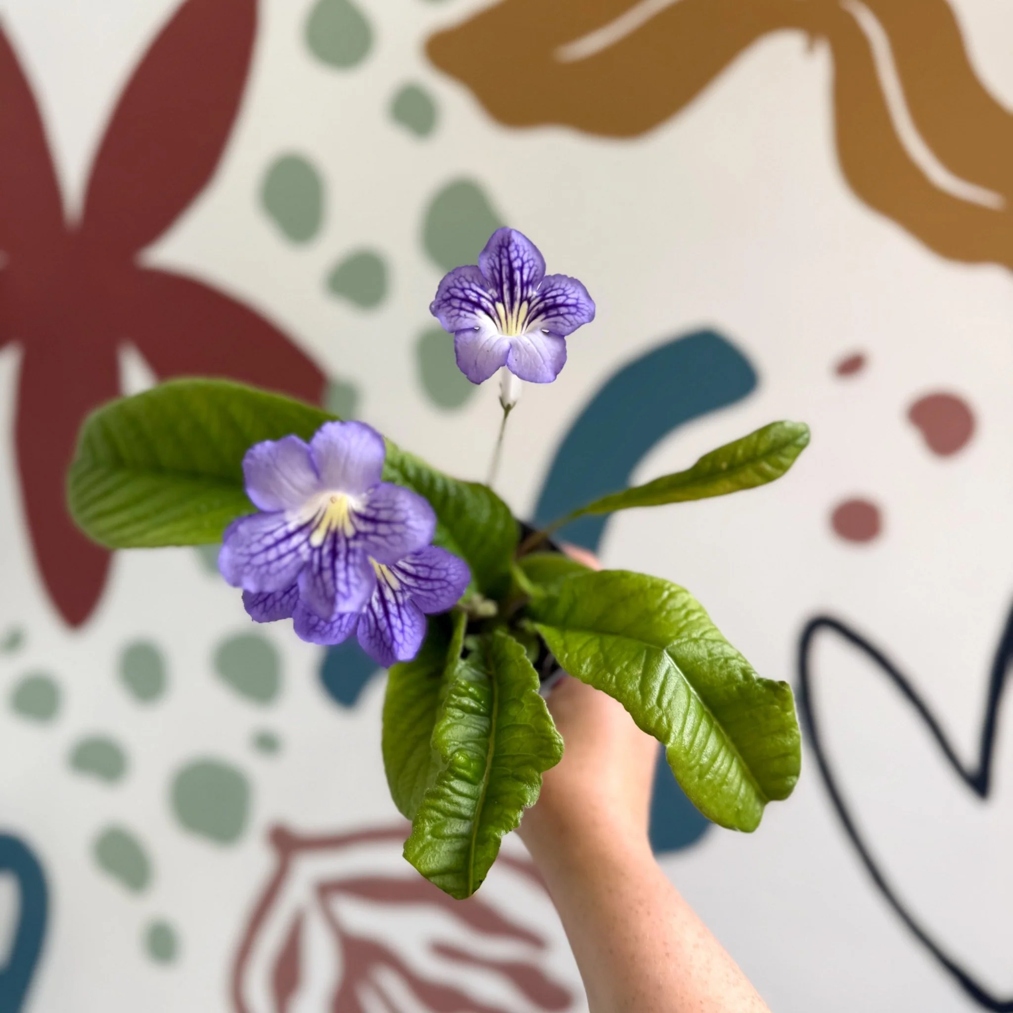 Streptocarpus ionantha 'Victoria' - Welsh Grown - Image 17