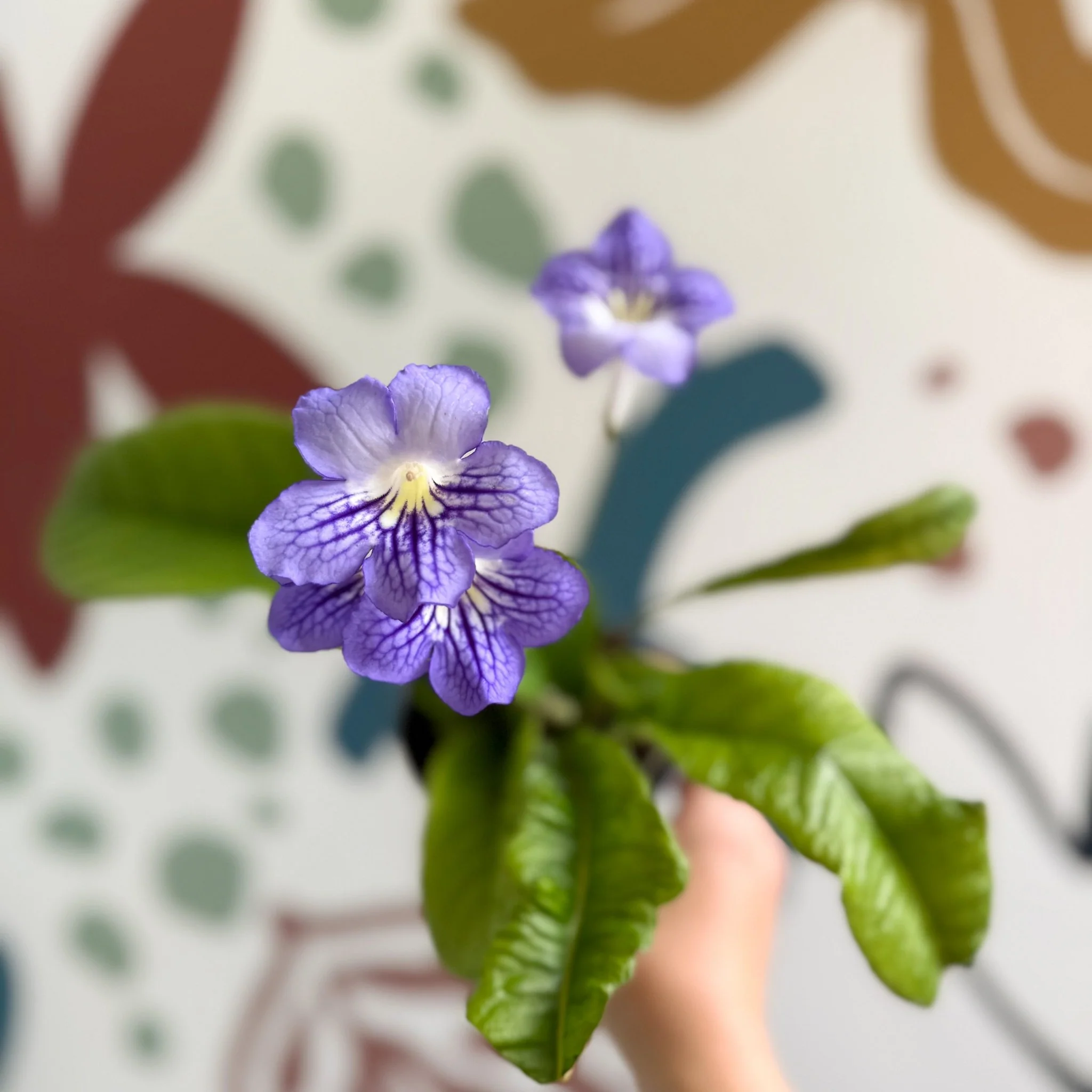 Streptocarpus ionantha 'Victoria' - Welsh Grown - Image 18
