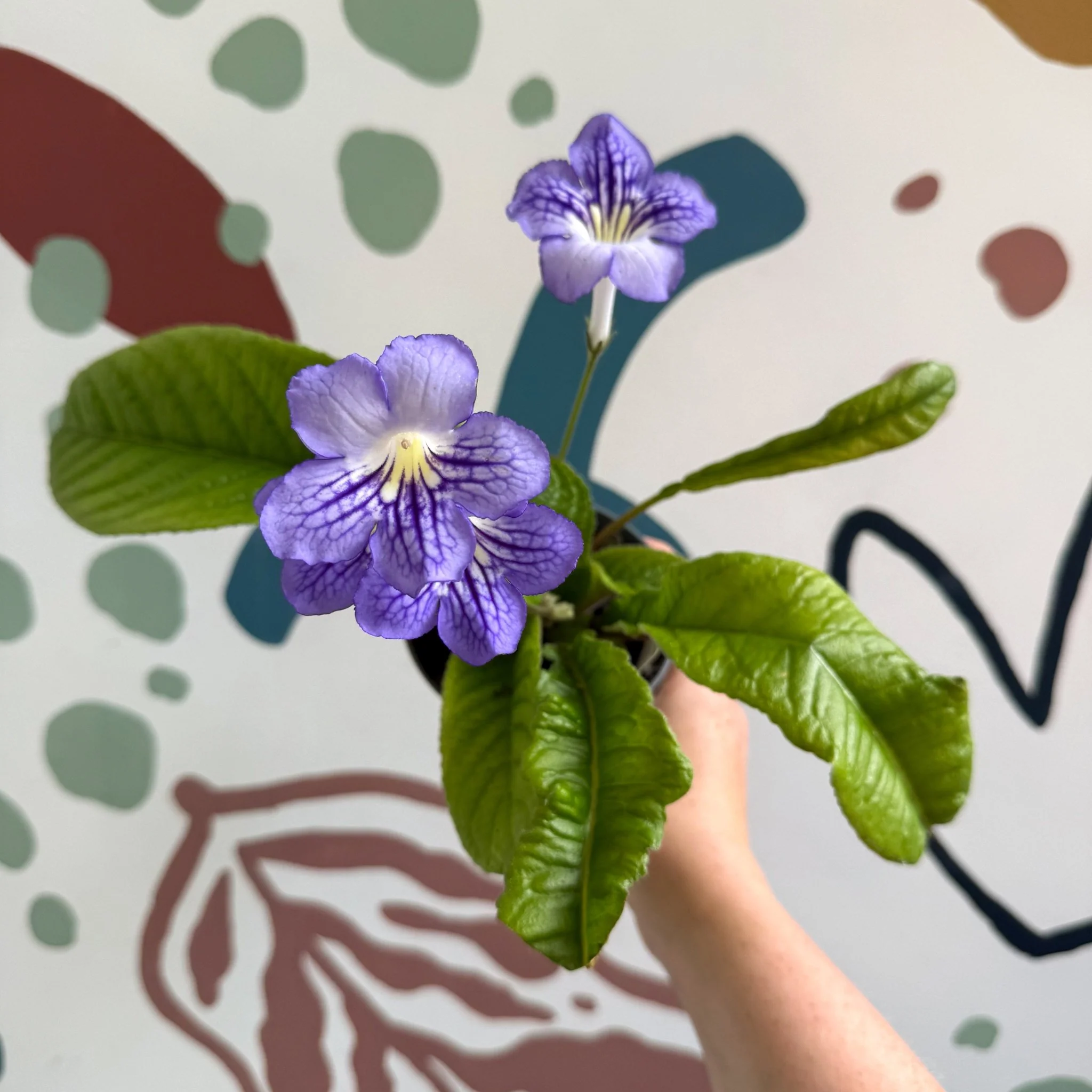 Streptocarpus ionantha 'Victoria' - Welsh Grown - Image 2