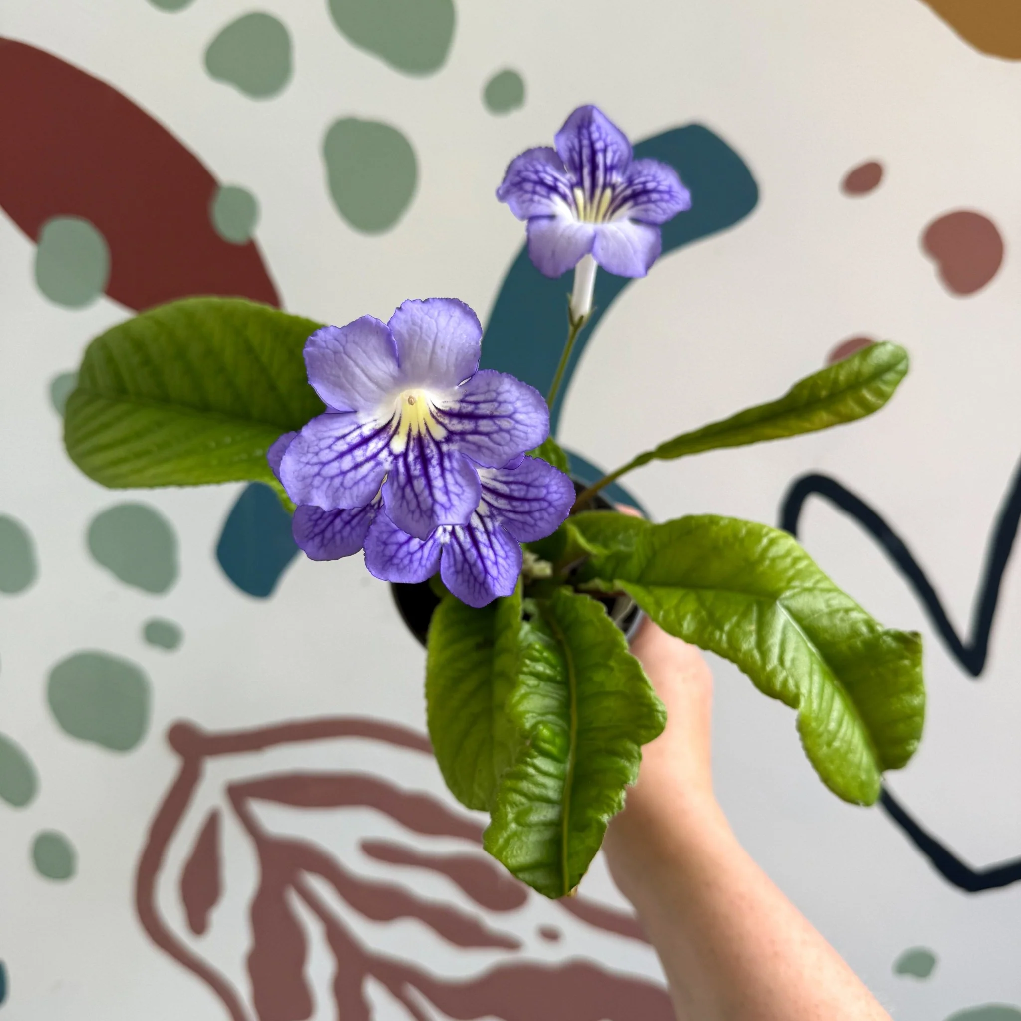 Streptocarpus ionantha 'Victoria' - Welsh Grown - Image 3