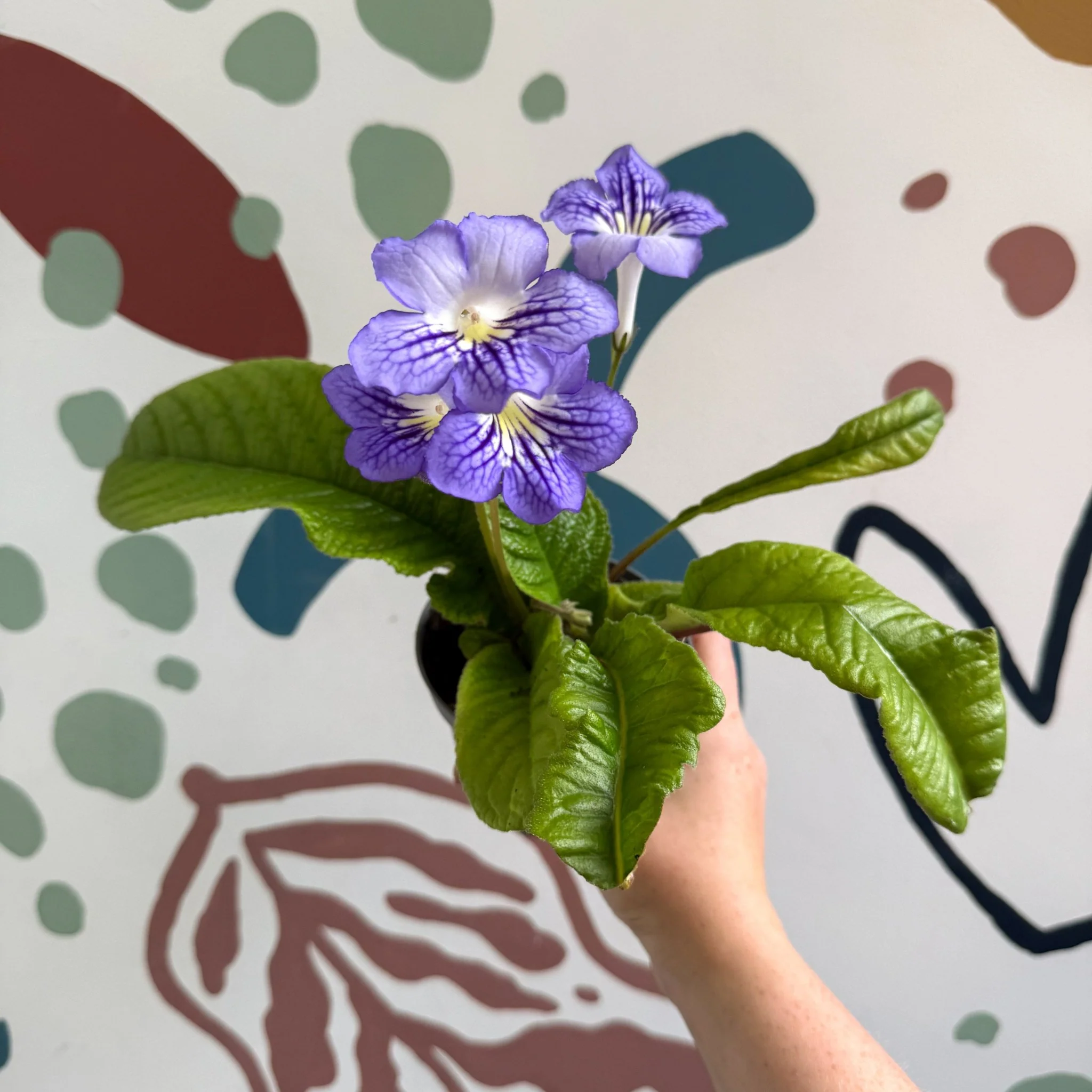 Streptocarpus ionantha 'Victoria' - Welsh Grown - Image 4