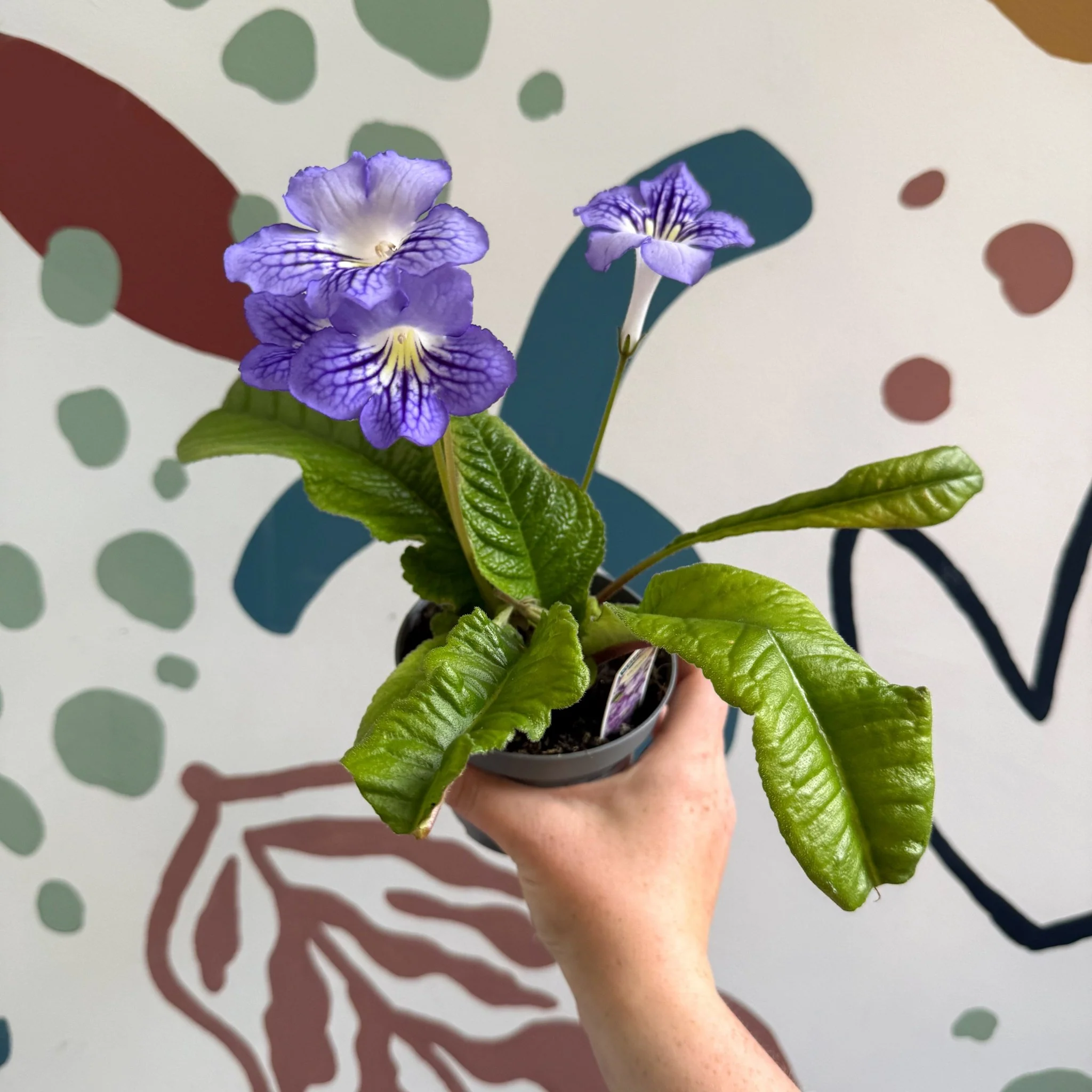 Streptocarpus ionantha 'Victoria' - Welsh Grown - Image 5